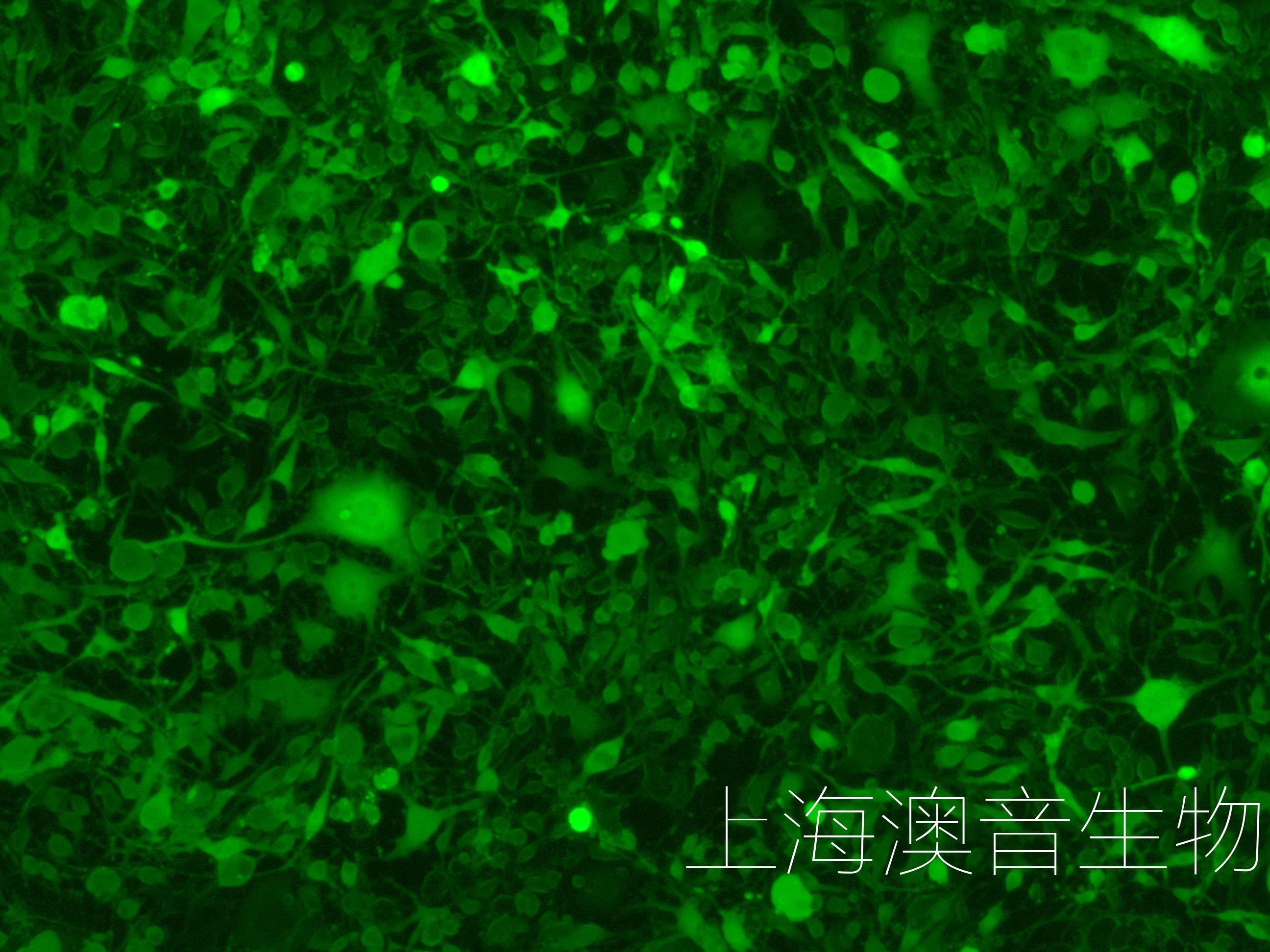 K7M2WT-LUC-GFP-240429-3