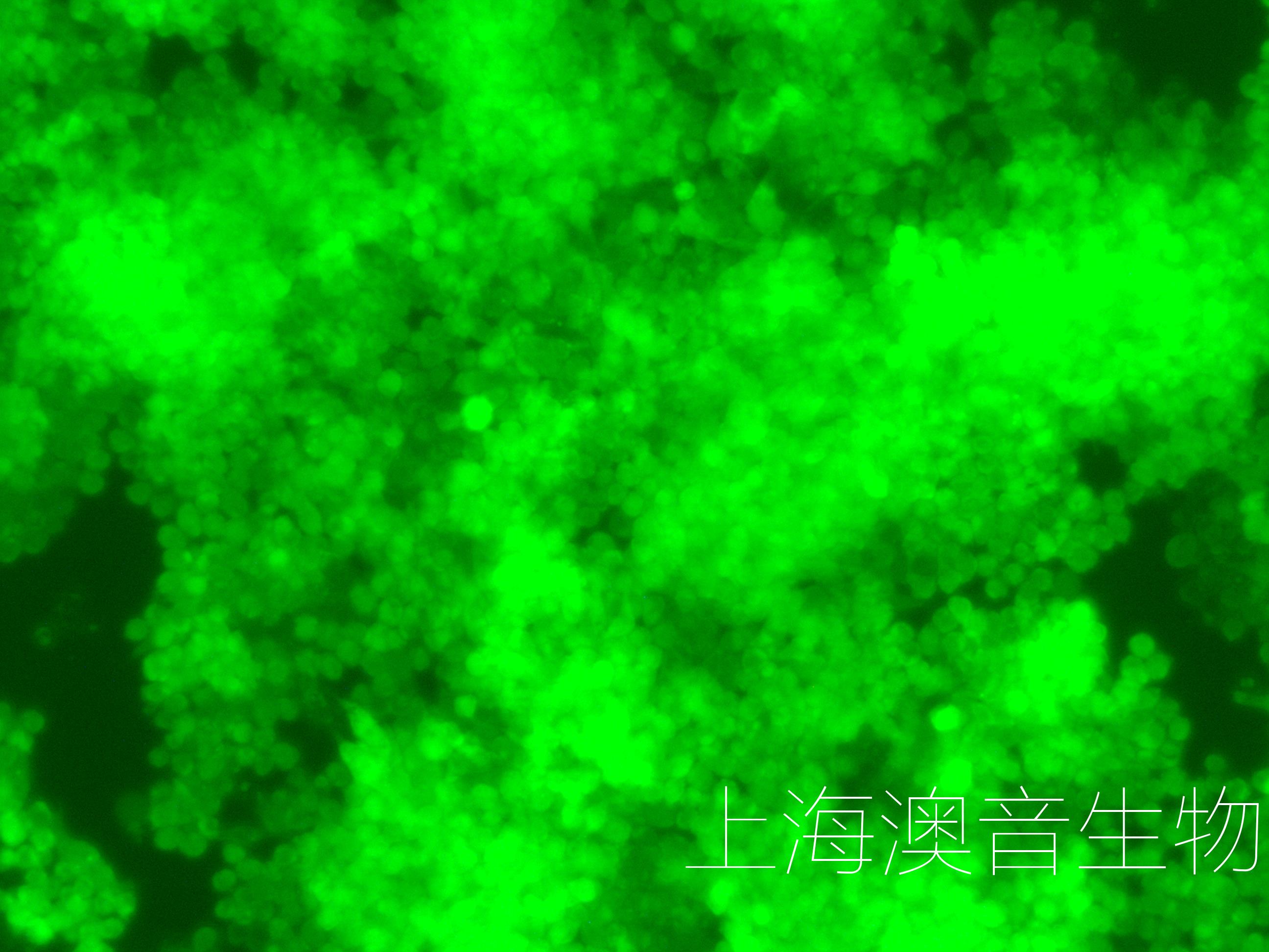 RAW264.7-LUC-GFP-2404230