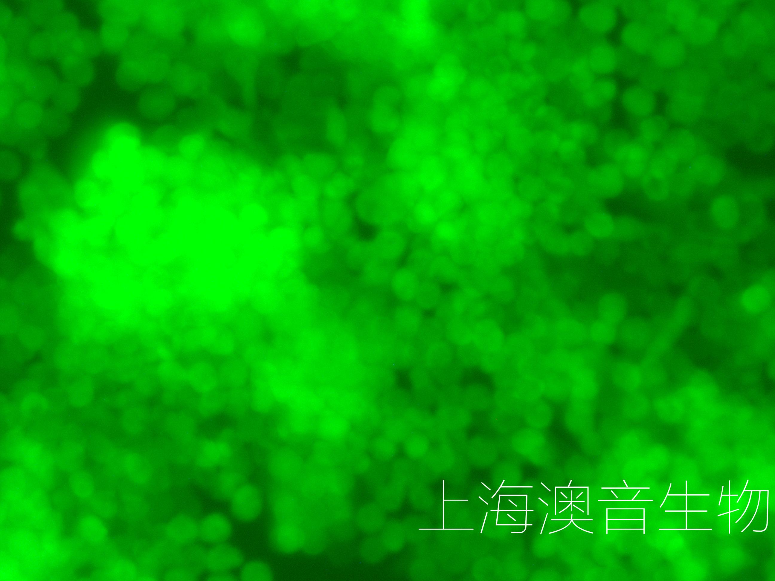 RAW264.7-LUC-GFP-2404302