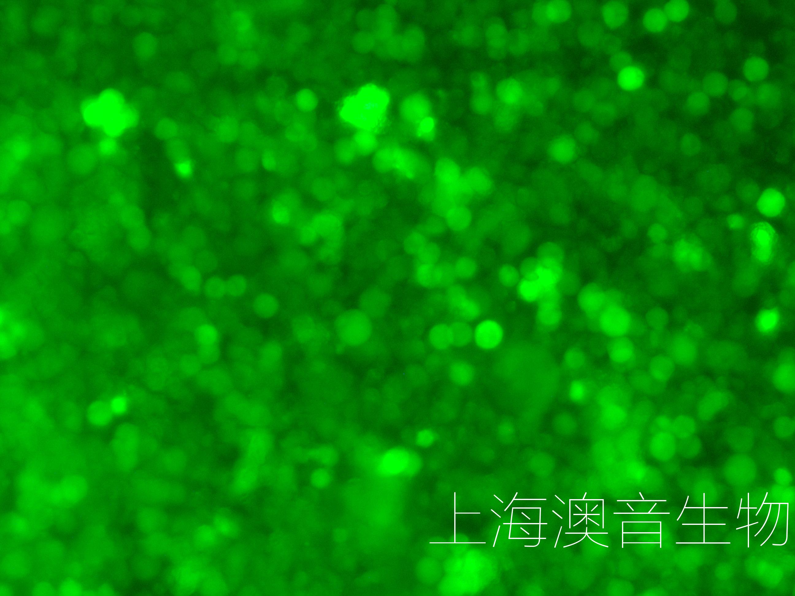 THP-1-LUC-GFP-240508