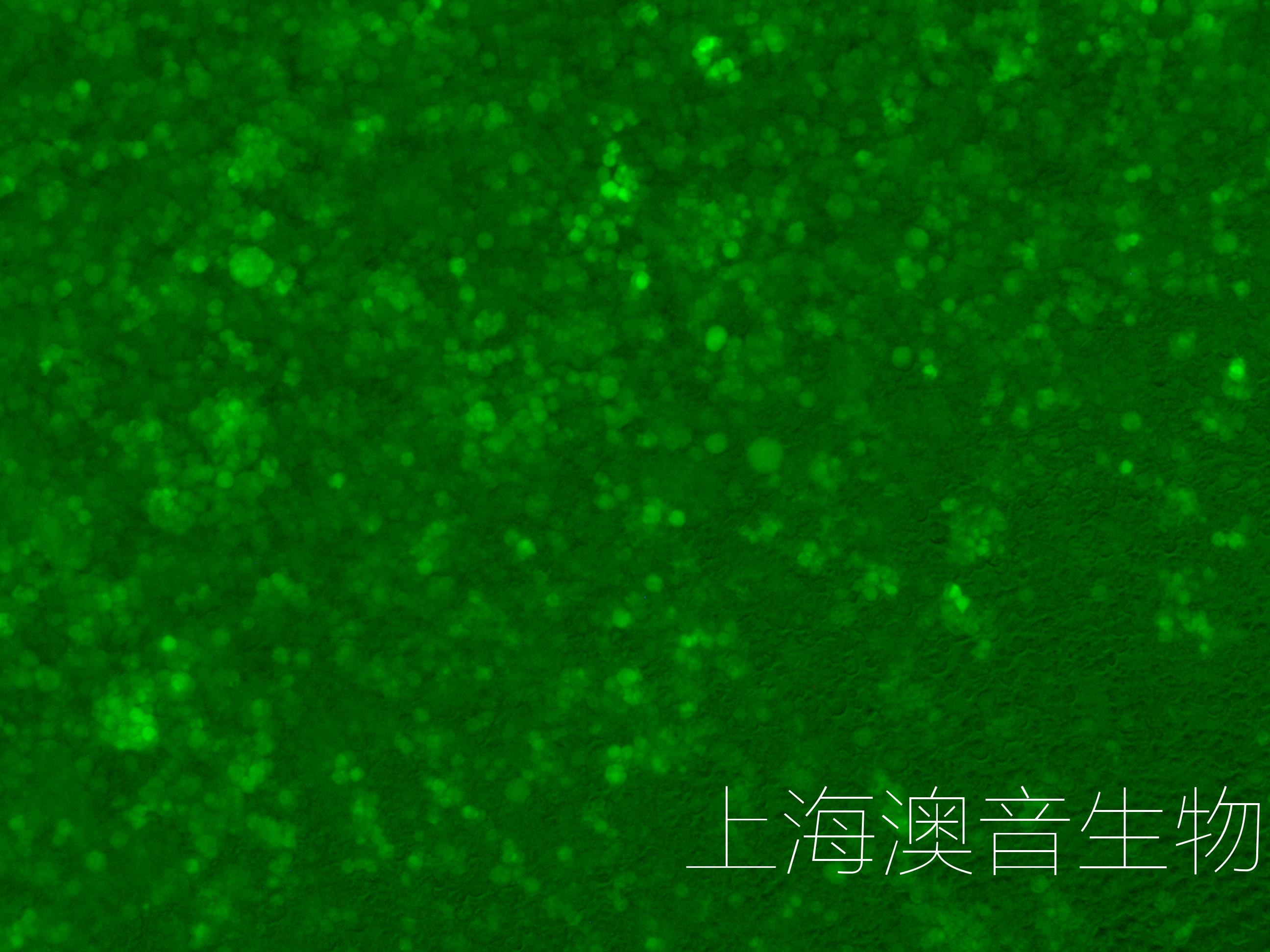 THP-1-LUC-GFP-240508-2