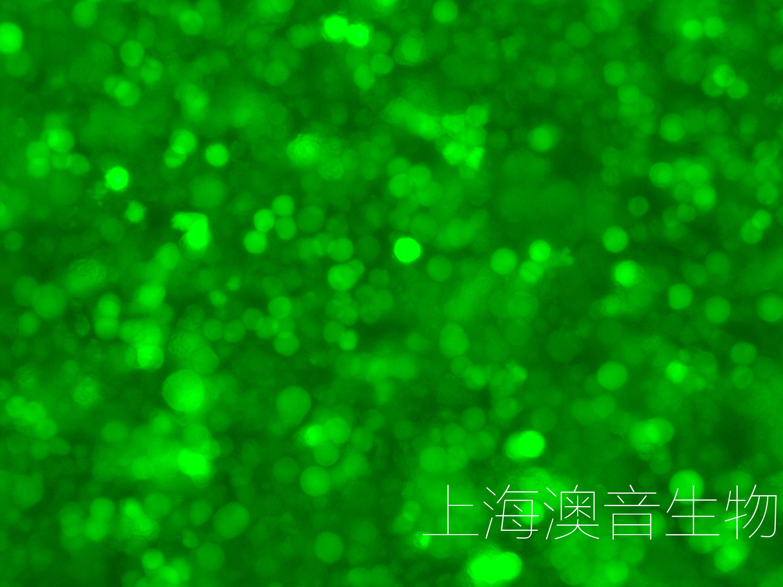 THP-1-LUC-GFP-240508-3