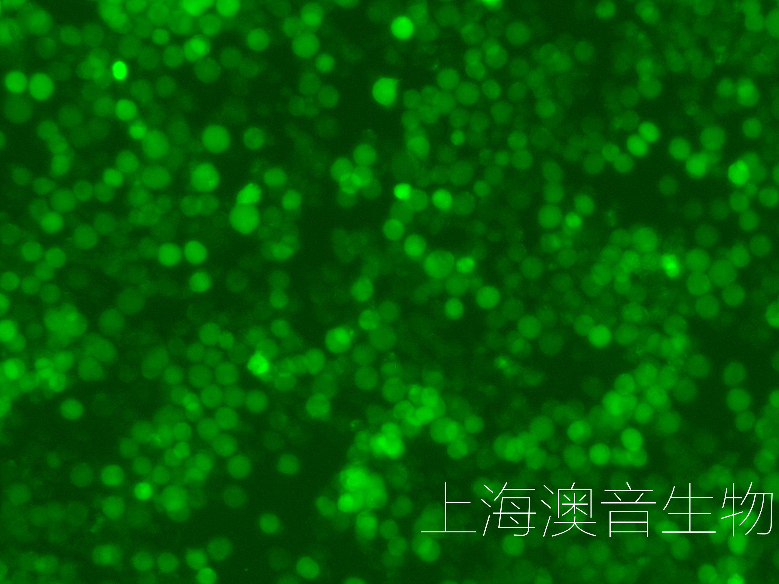 molm13-luc-gfp-240504-2