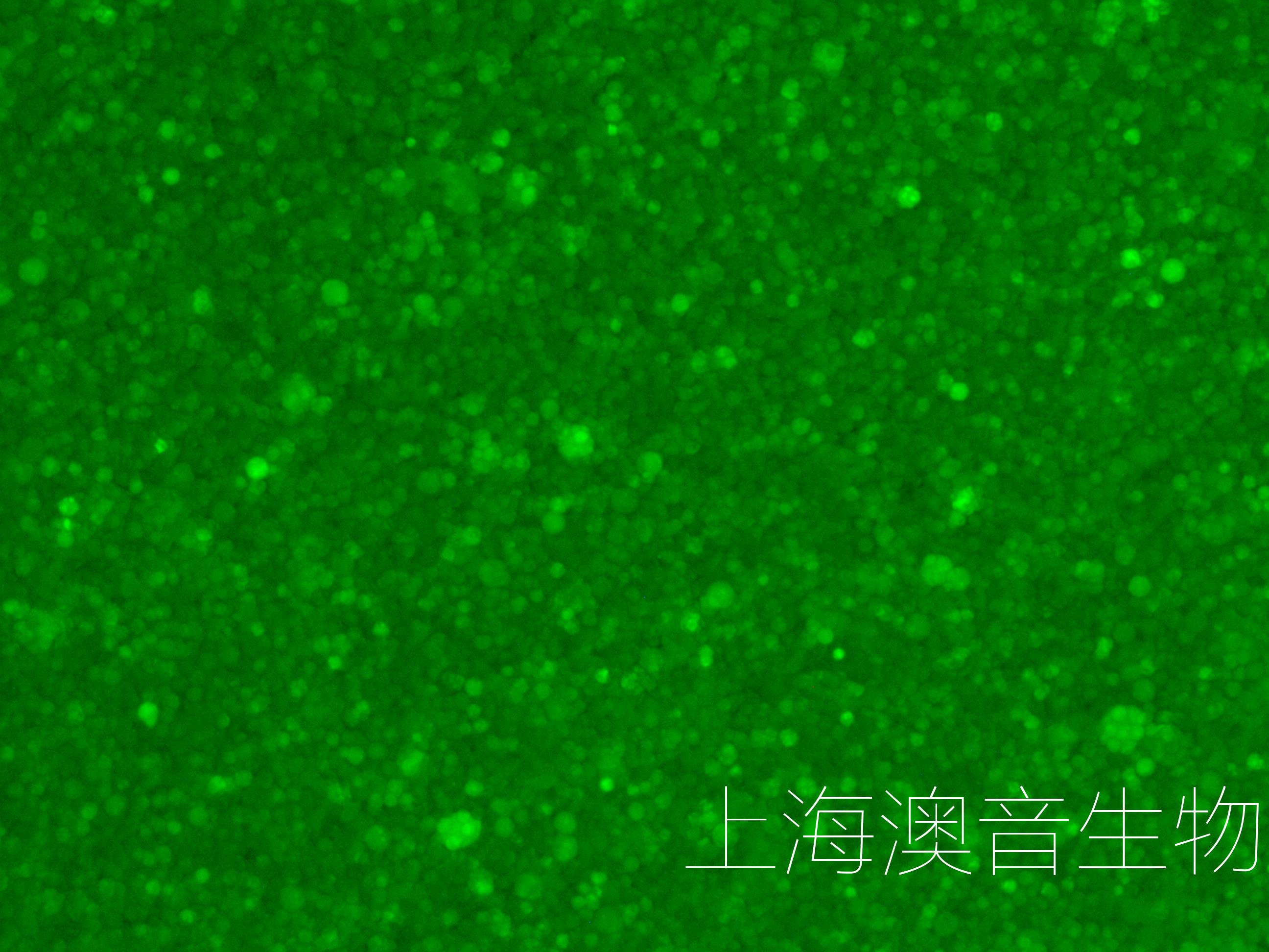 DB-LUC-GFP-240603-1