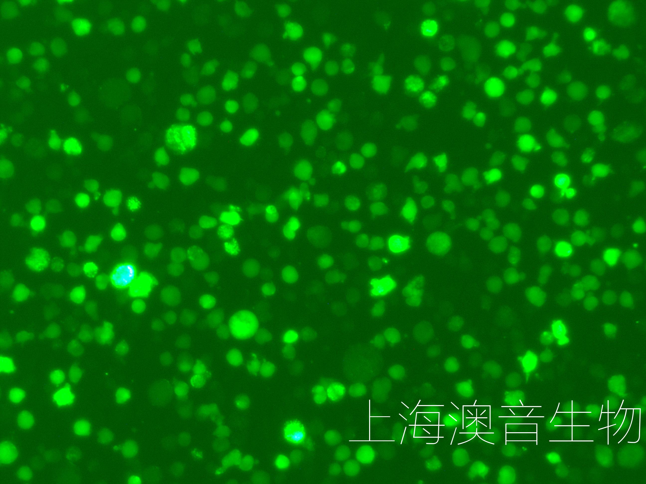 H929-LUC-GFP-240531