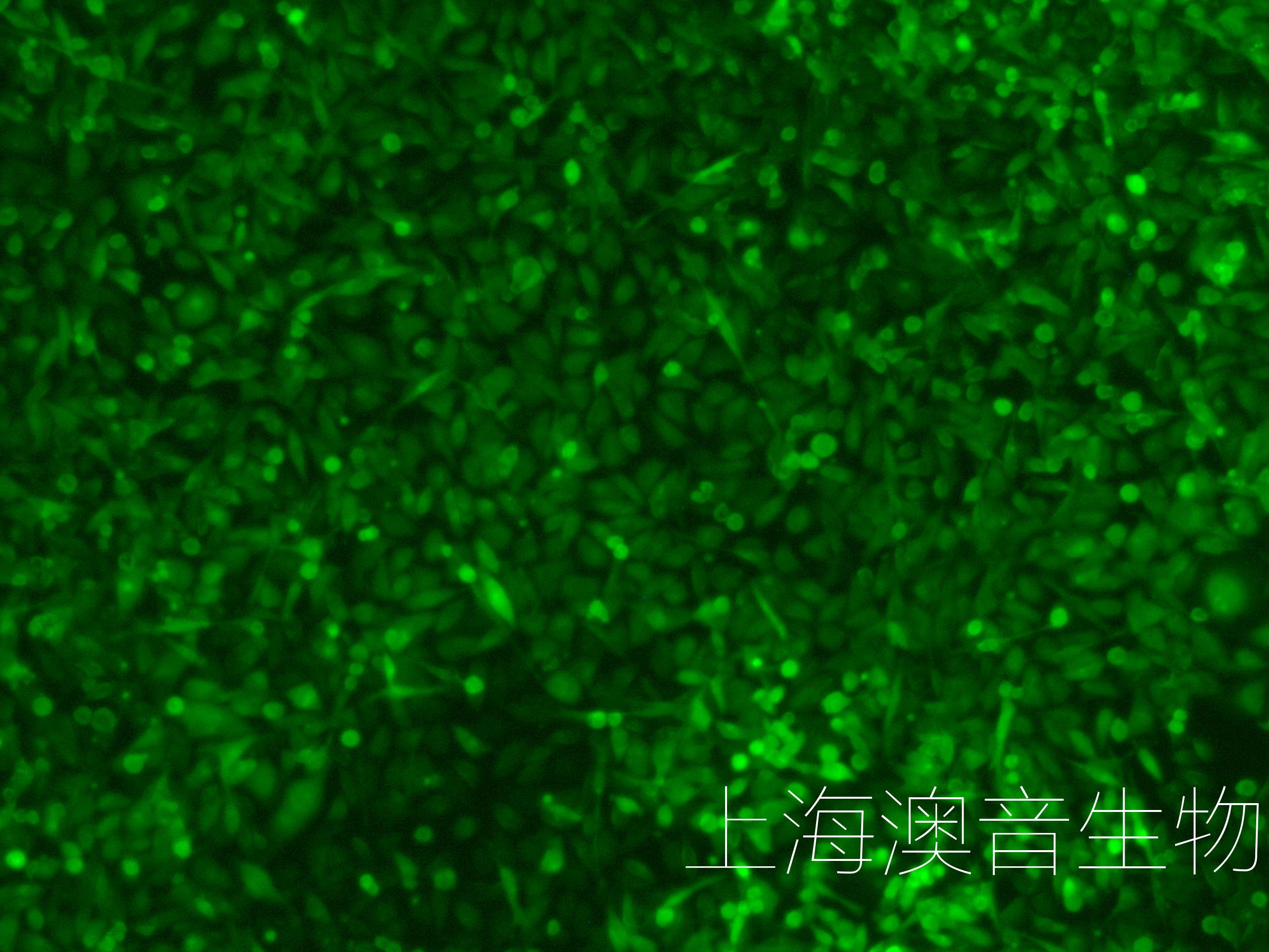 231-LUC-GFP-240609-3