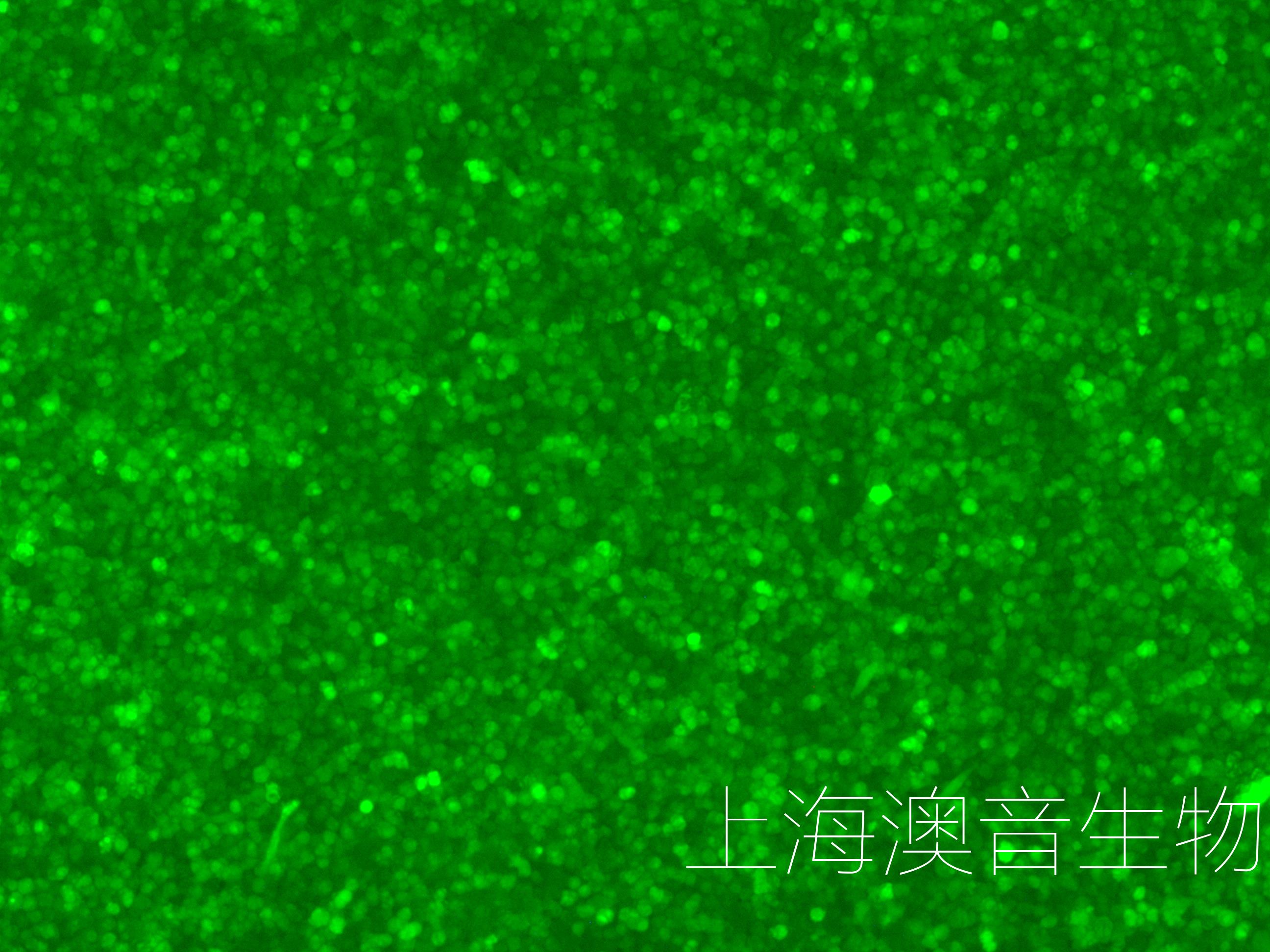 ARD-LUC-GFP-240614