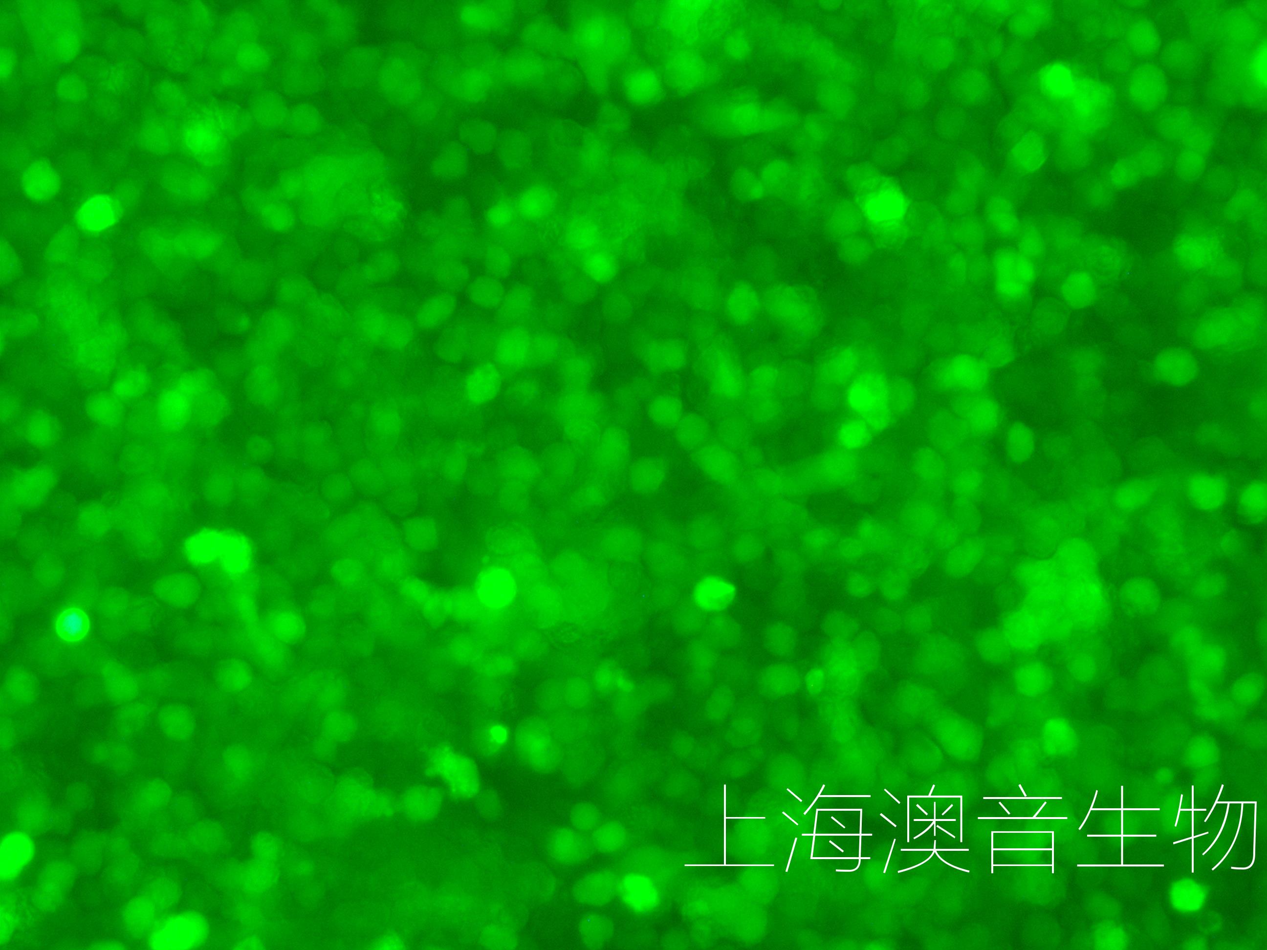 ARD-LUC-GFP-240614-2