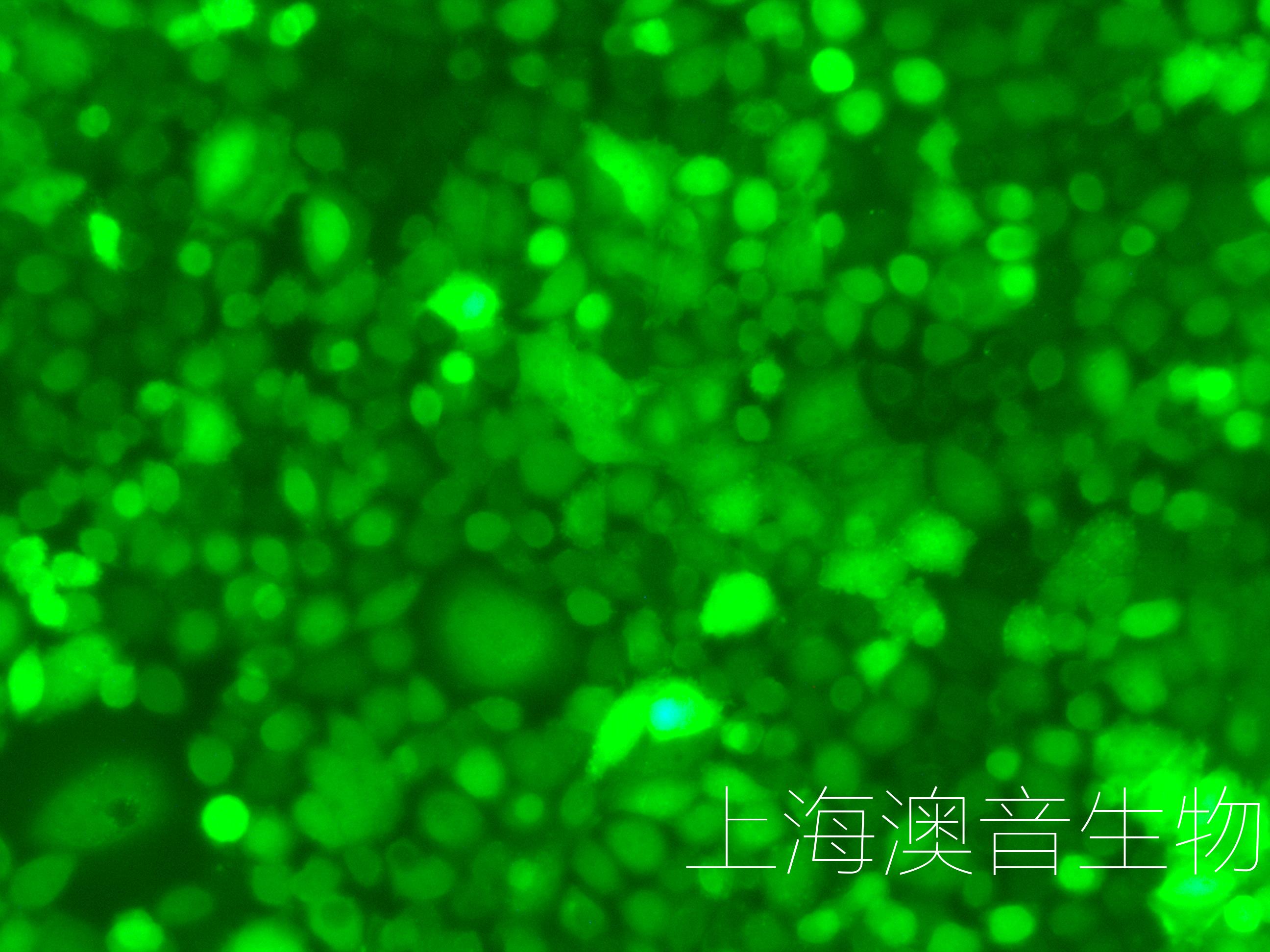 H838-LUC-GFP-240609