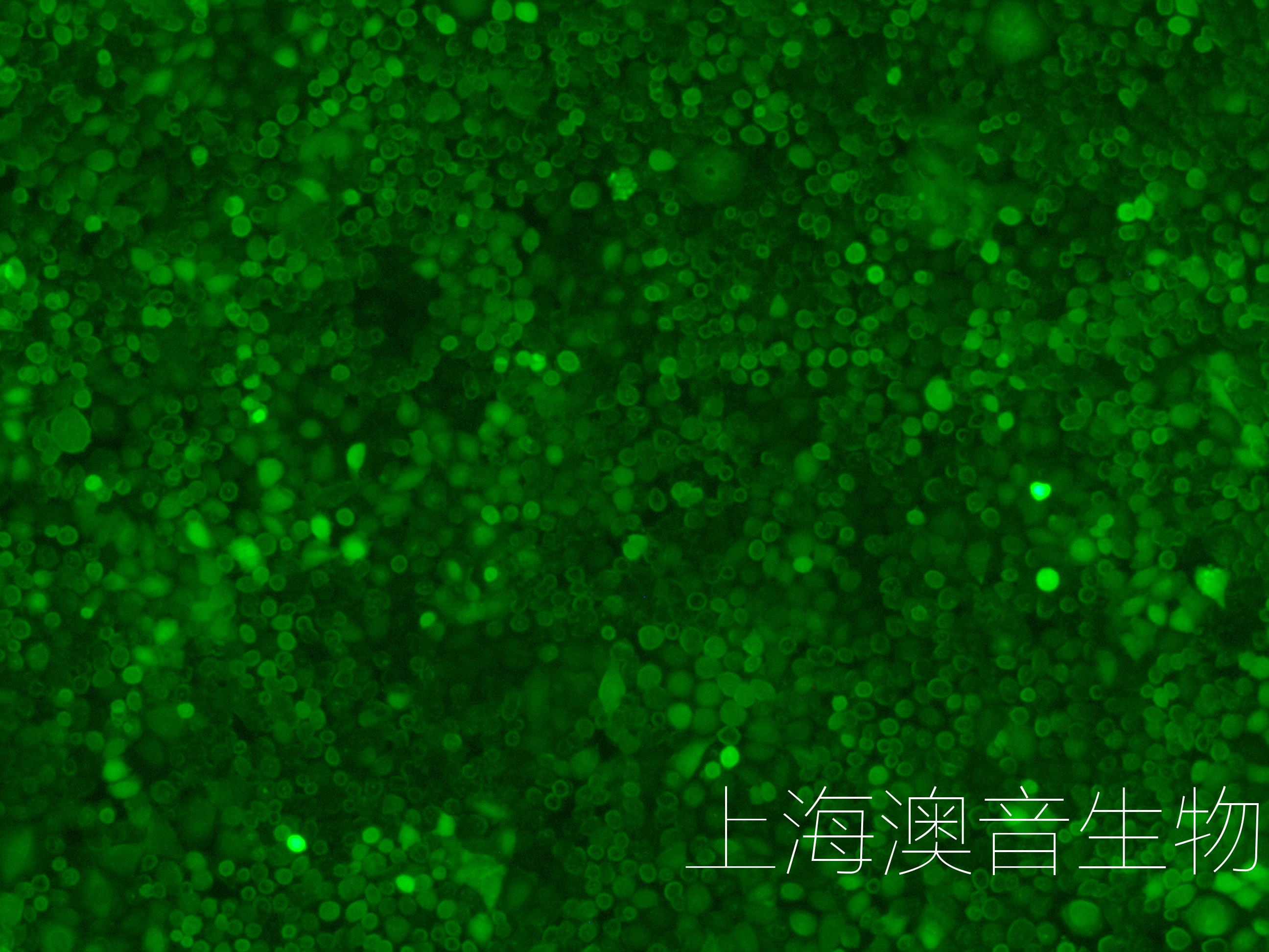 H838-LUC-GFP-240609-3