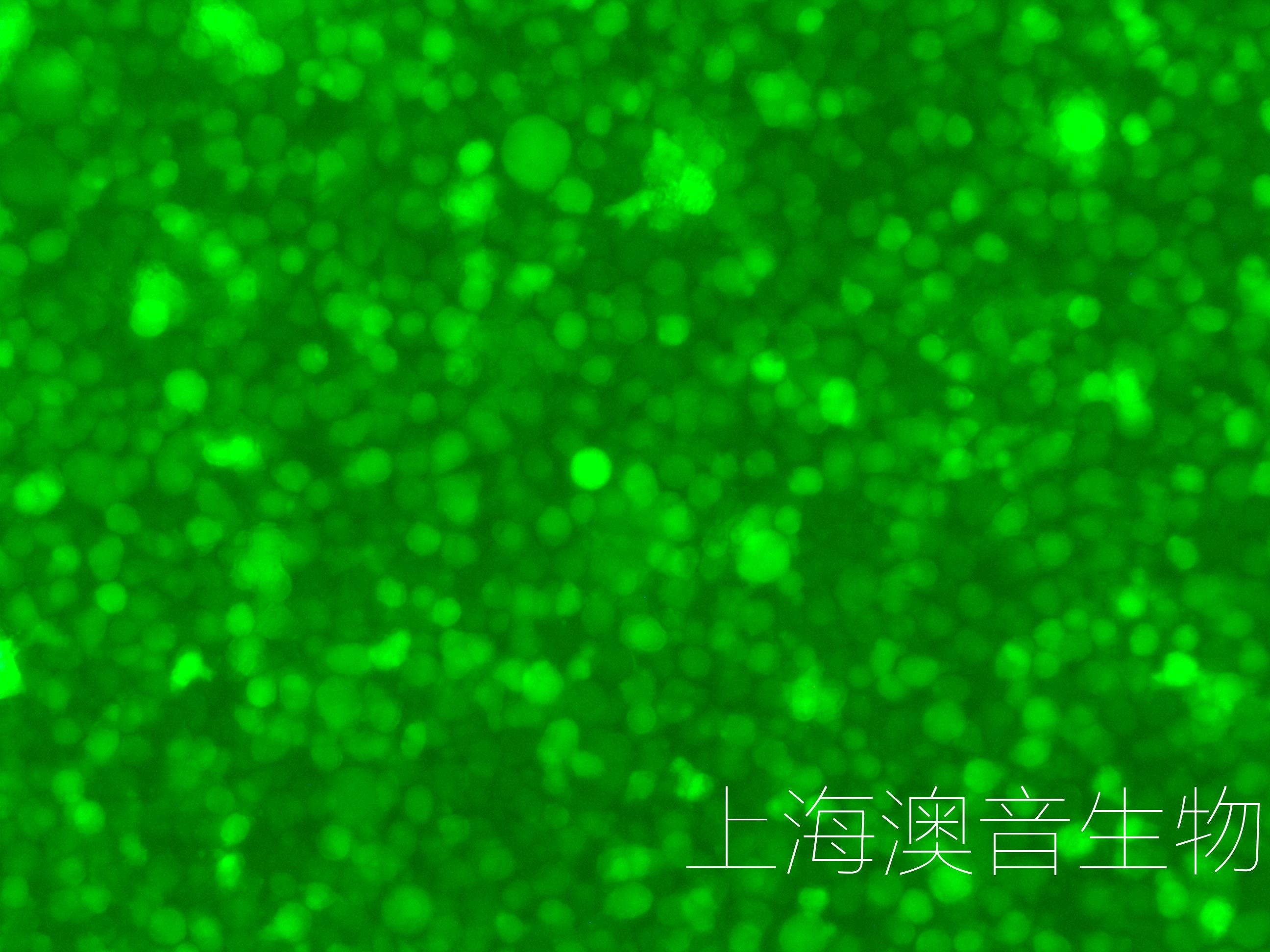 U937-LUC-GFP-240604