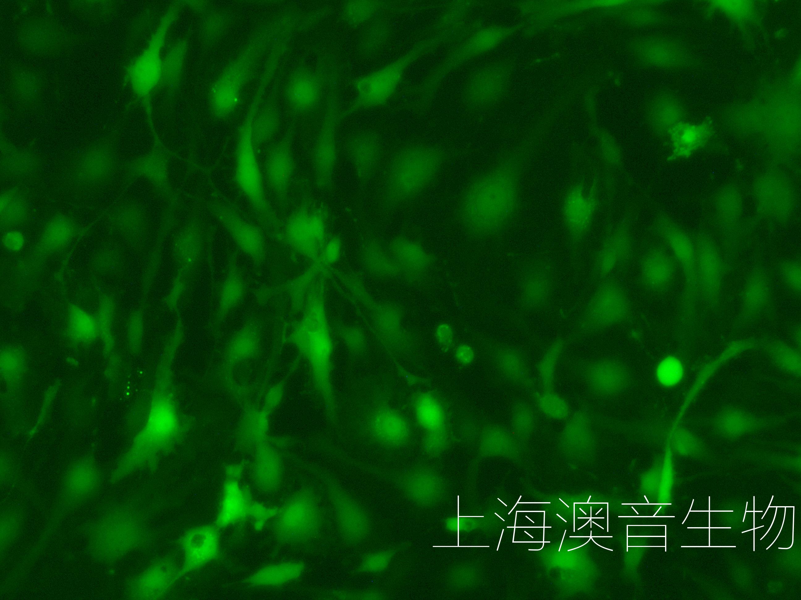 C6-LUC-GFP-240625