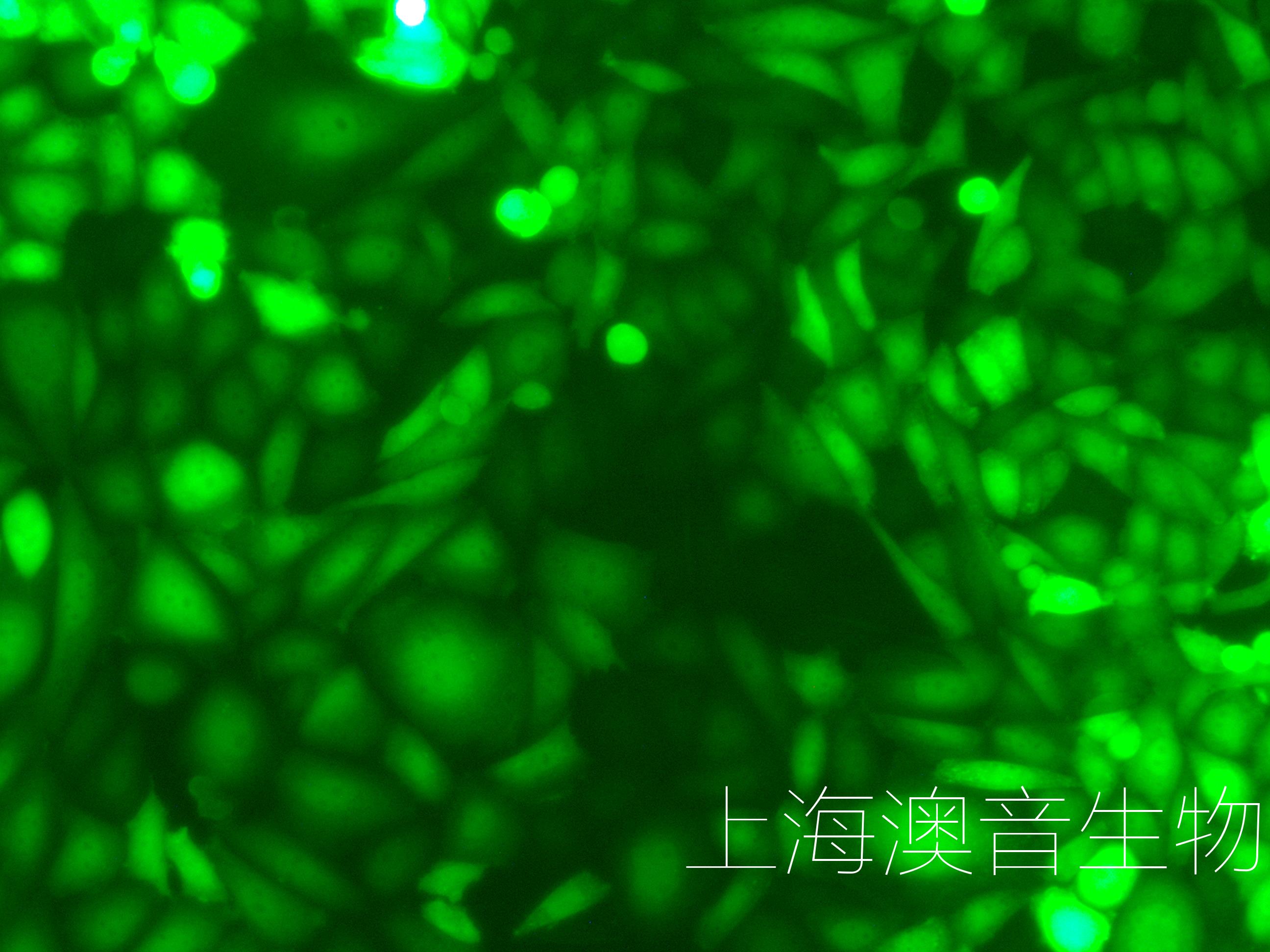 CHO-LUC-GFP-240616