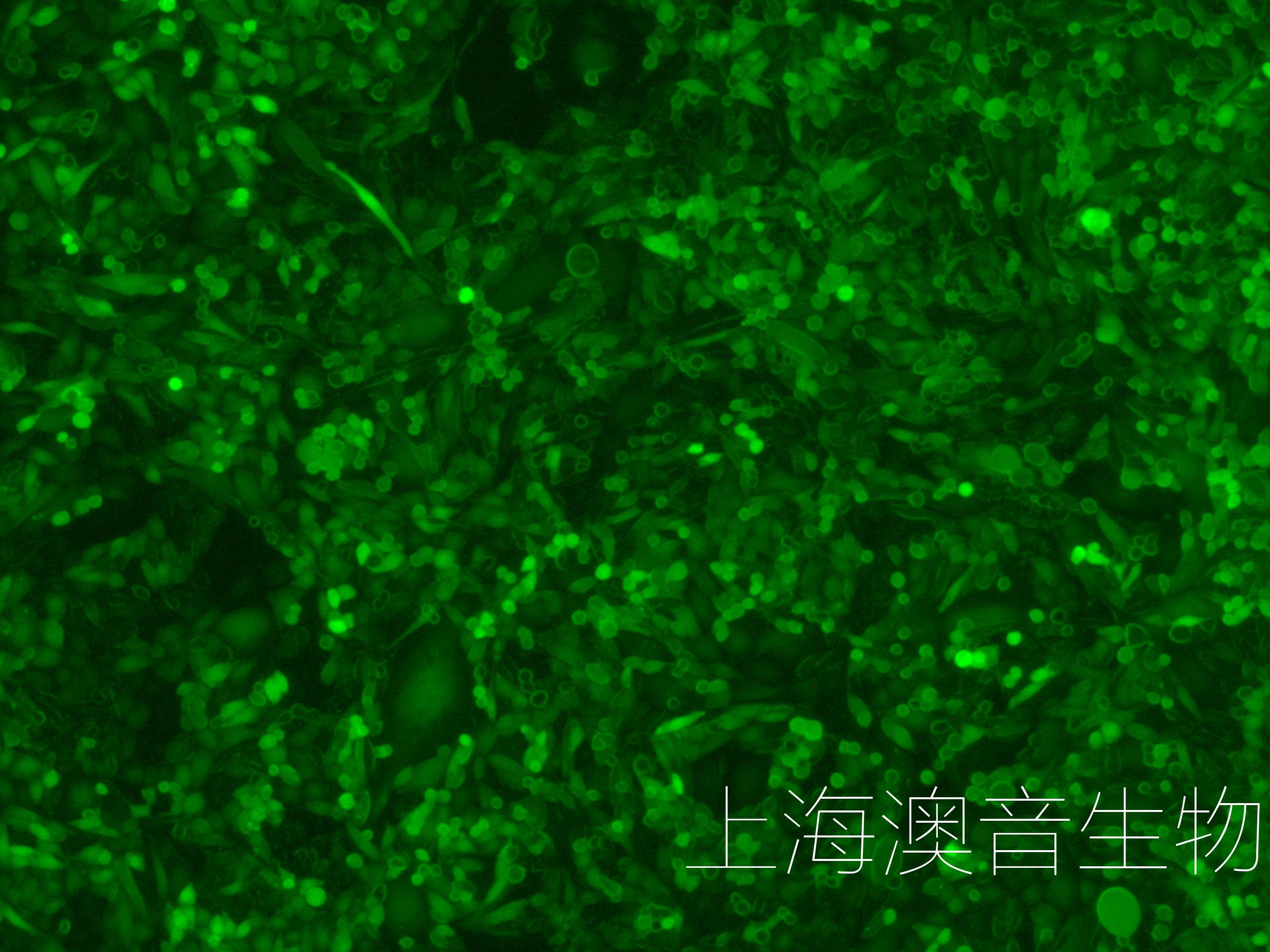 CHO-LUC-GFP-240616-2