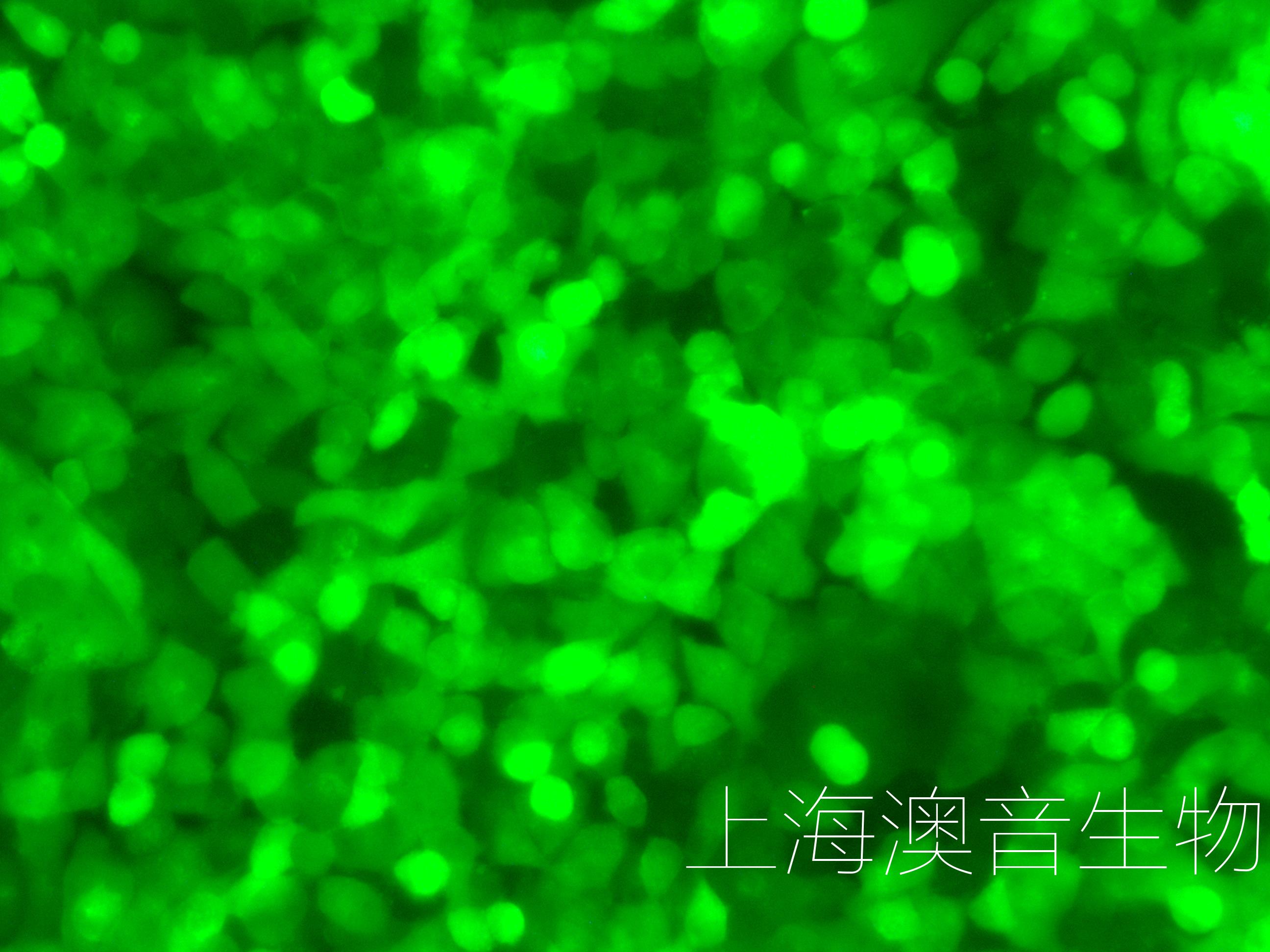 H1299-LUC-GFP-240629