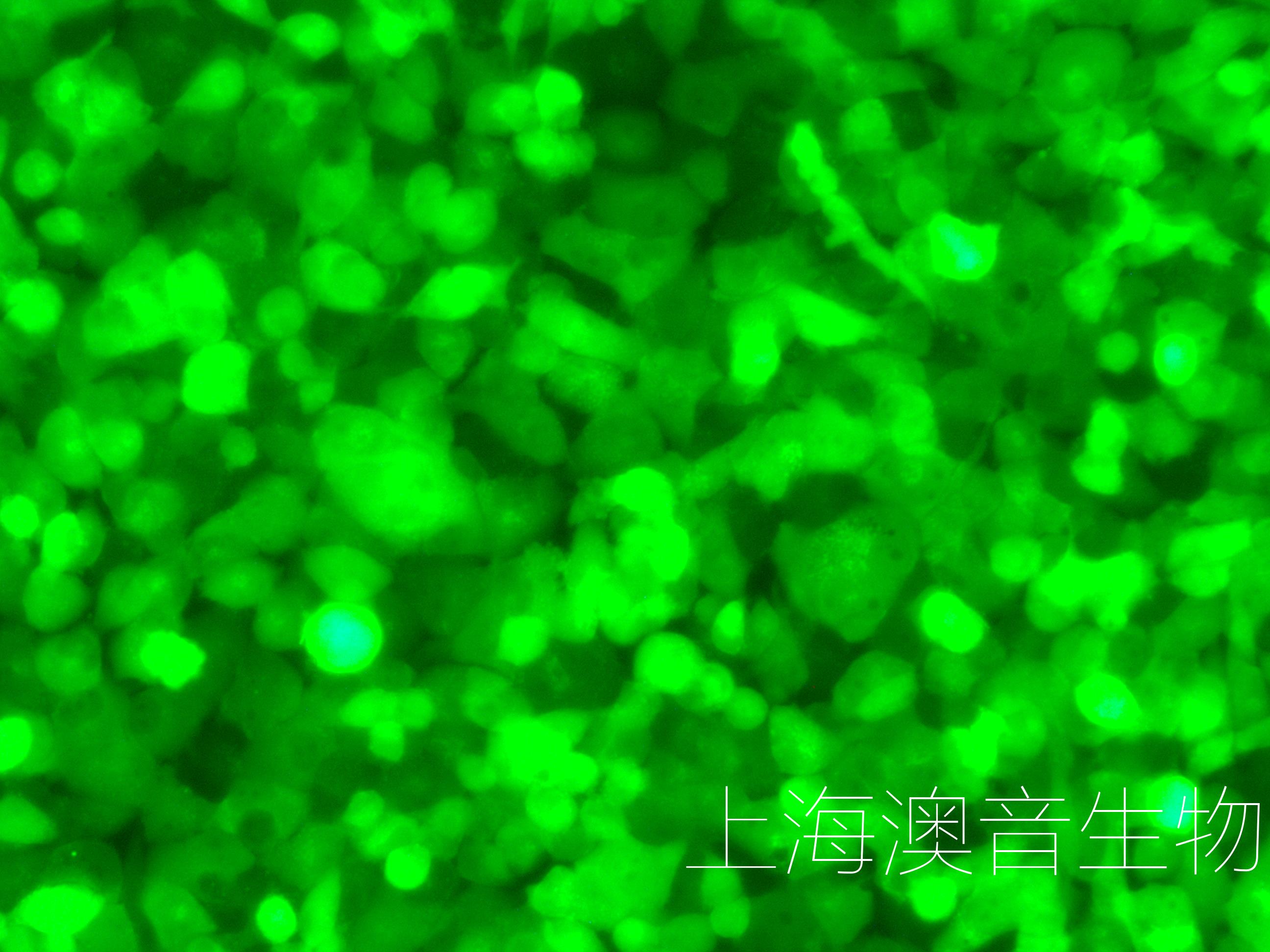 H1299-LUC-GFP-240629-1