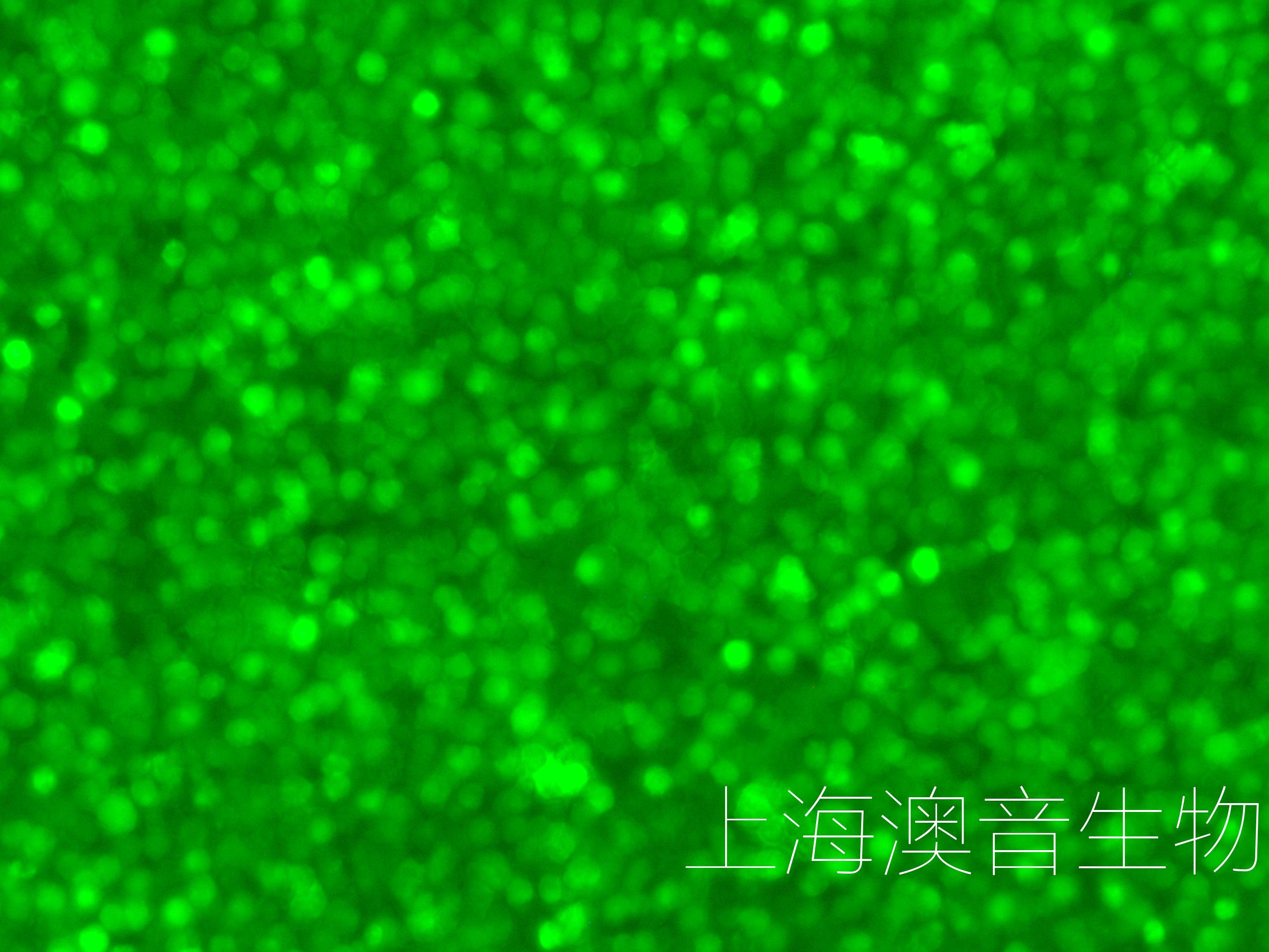 MV4-11-LUC-GFP-240620