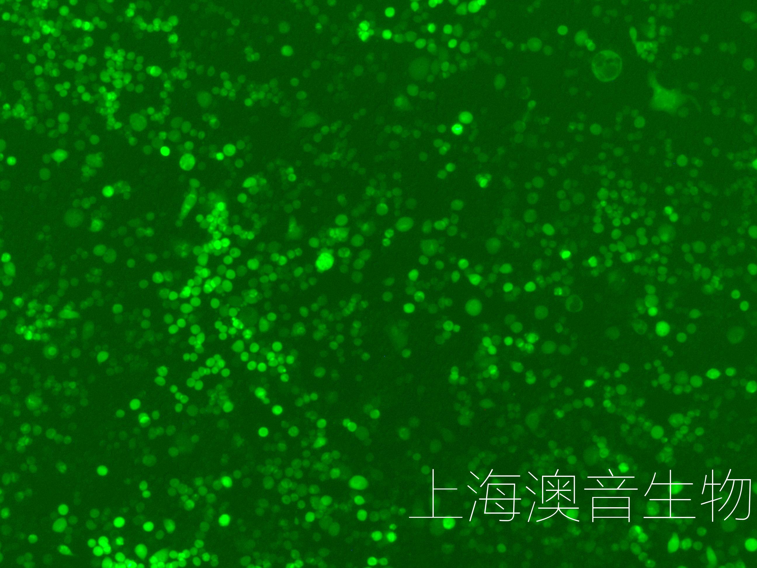 NUGC-4-LUC-GFP-240626