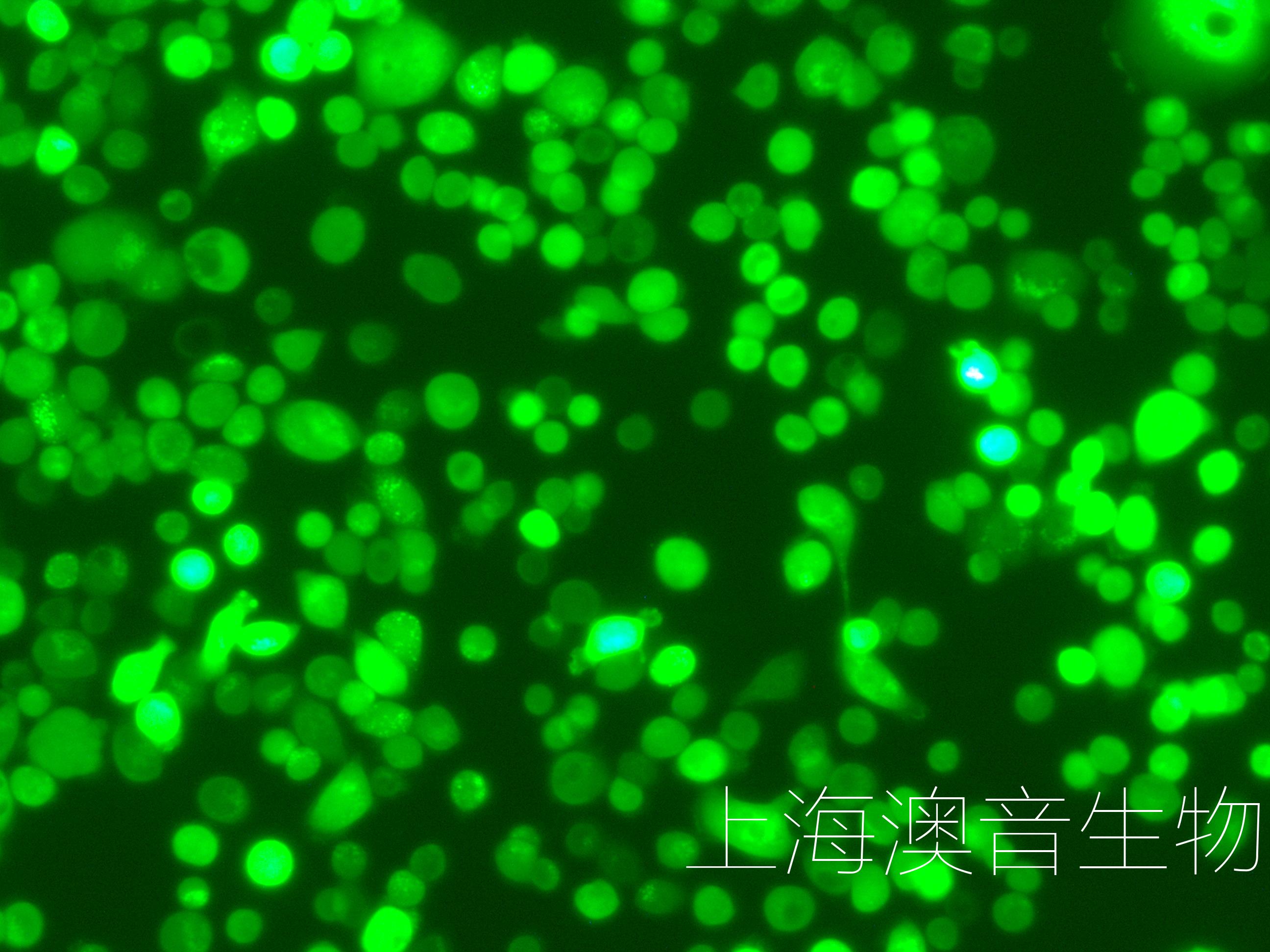 NUGC-4-LUC-GFP-240627