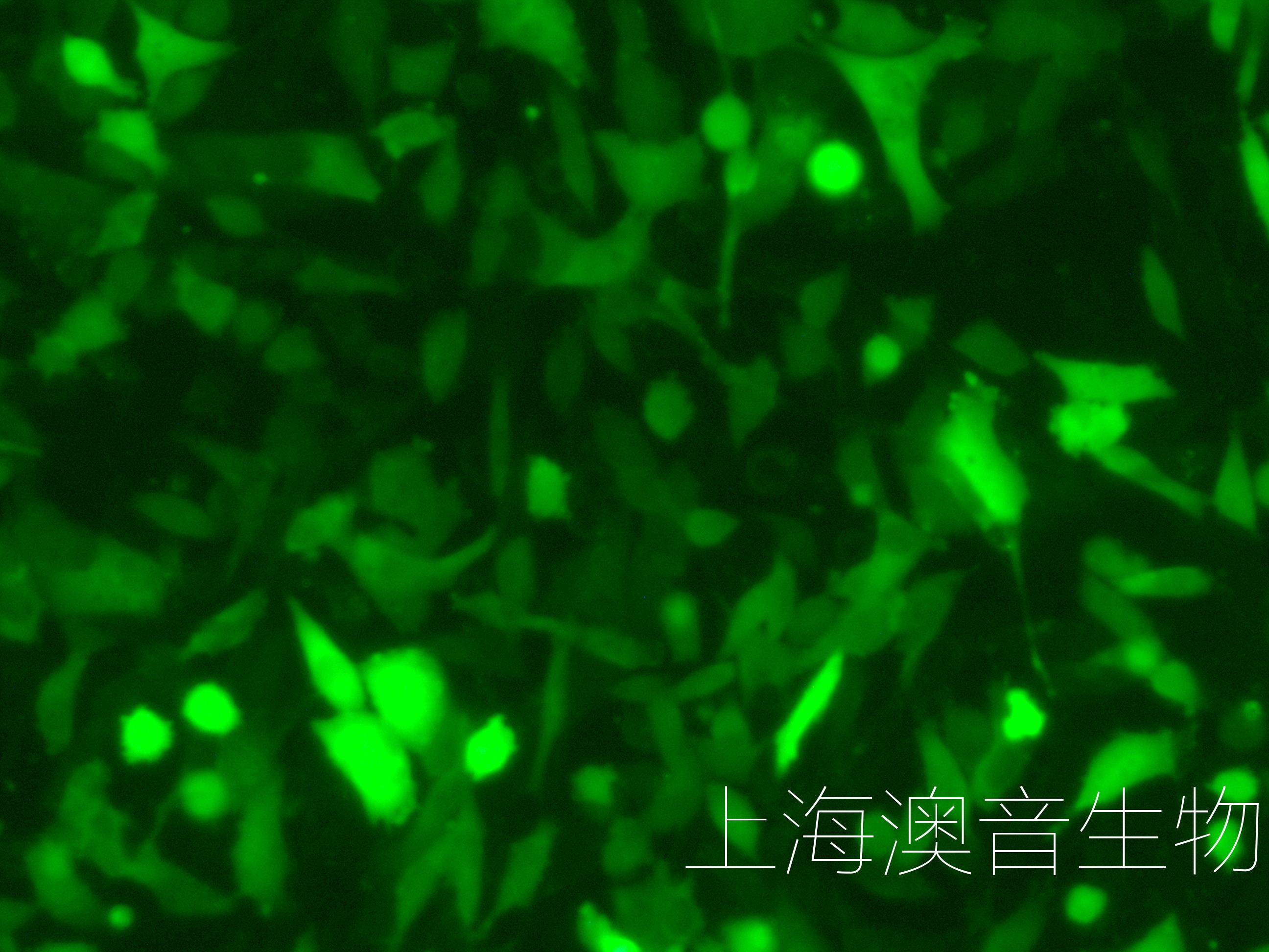 UMUC-3-LUC-GFP-240622