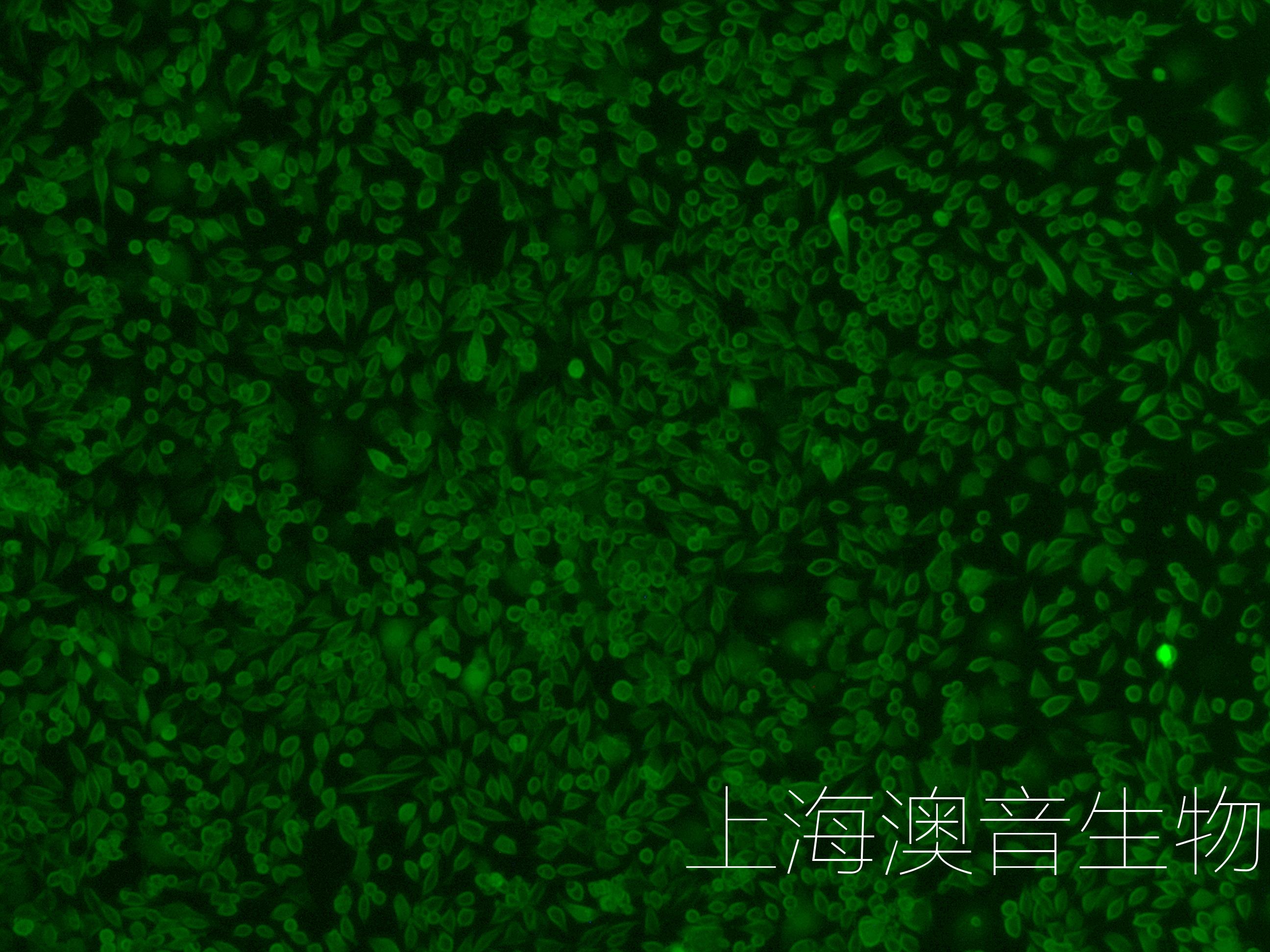 L929-LUC-GFP-240720-3