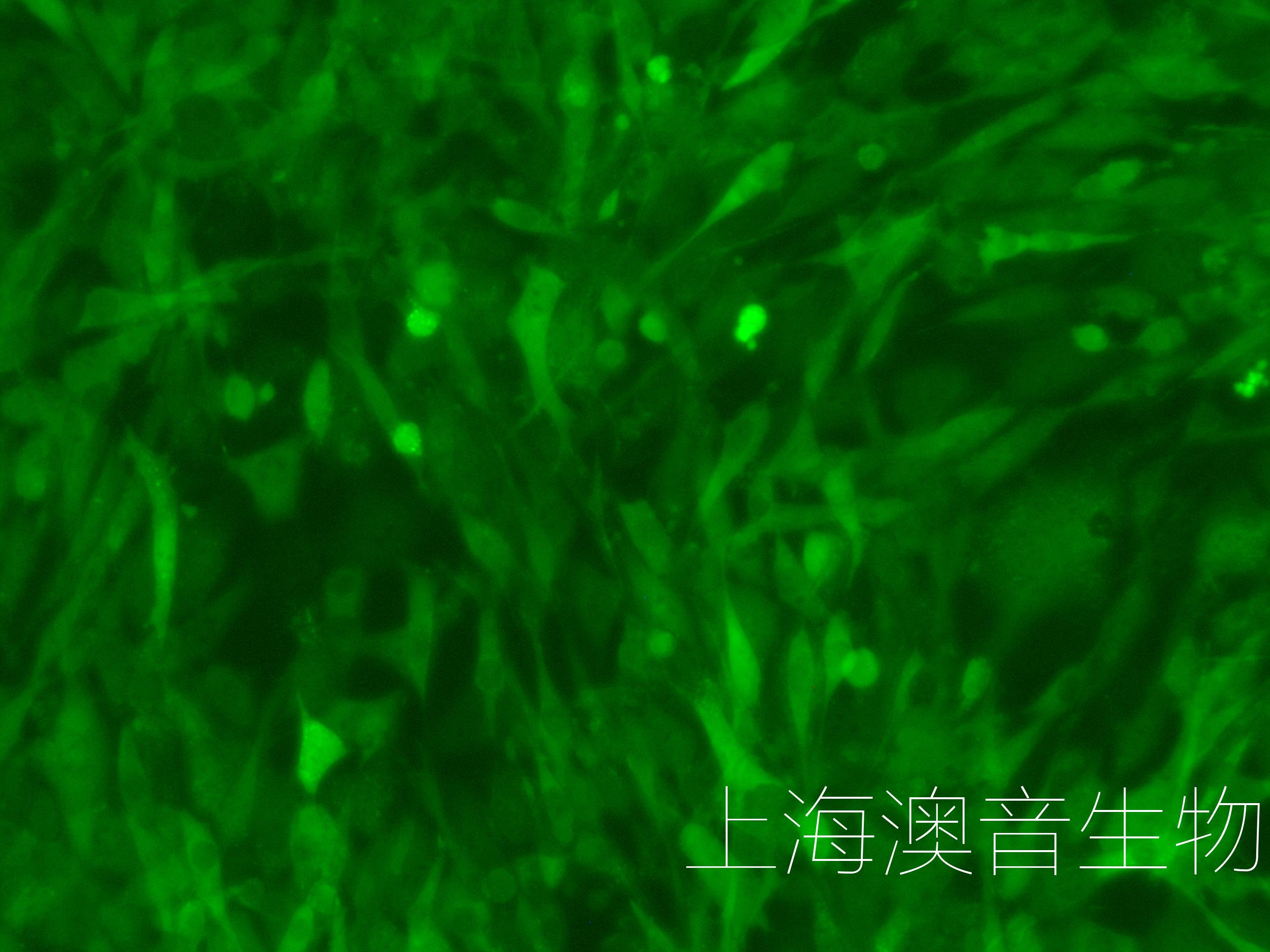 NIH-3T3-LUC-GFP-240717