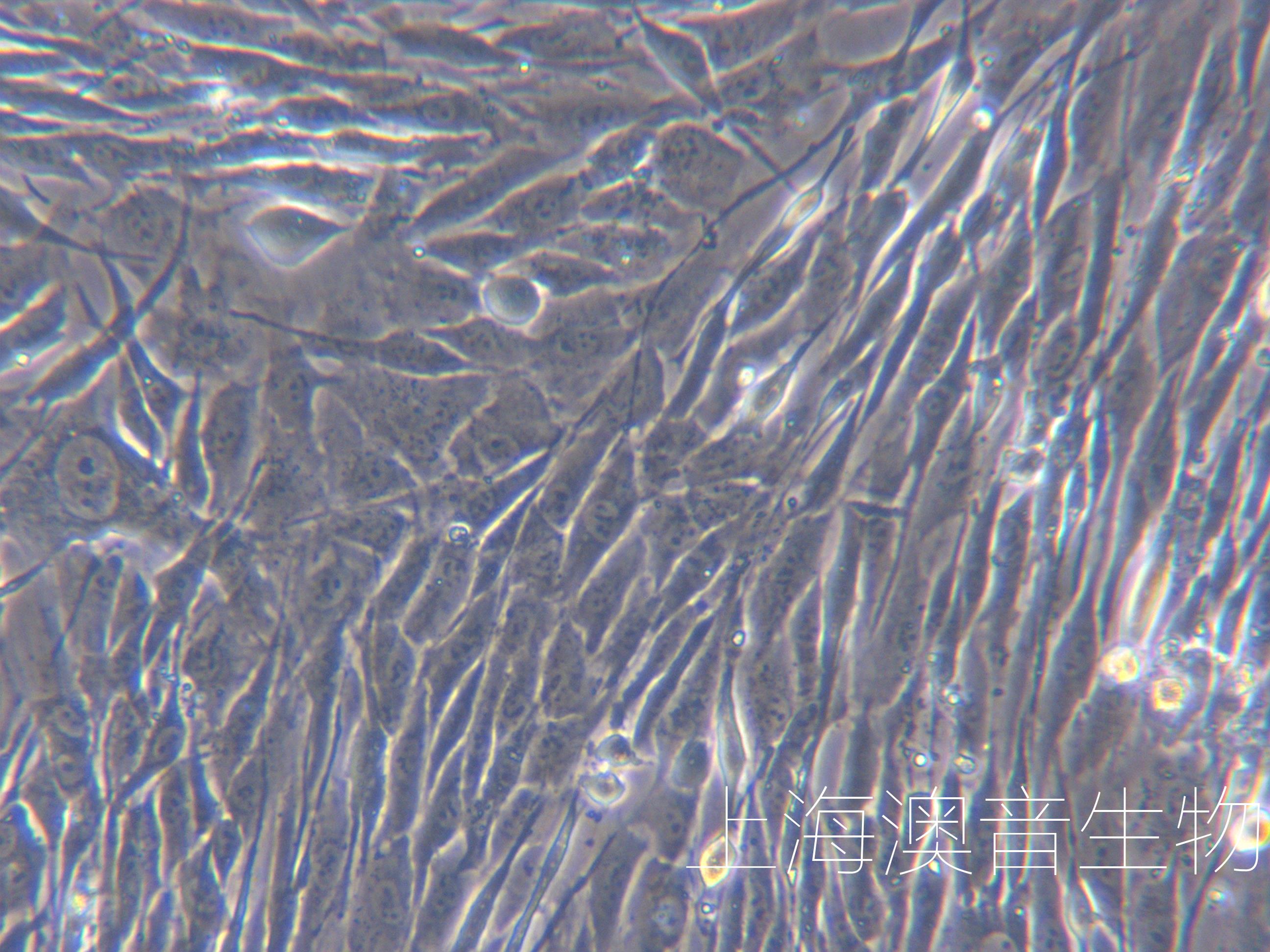 人耳软骨细胞-240813