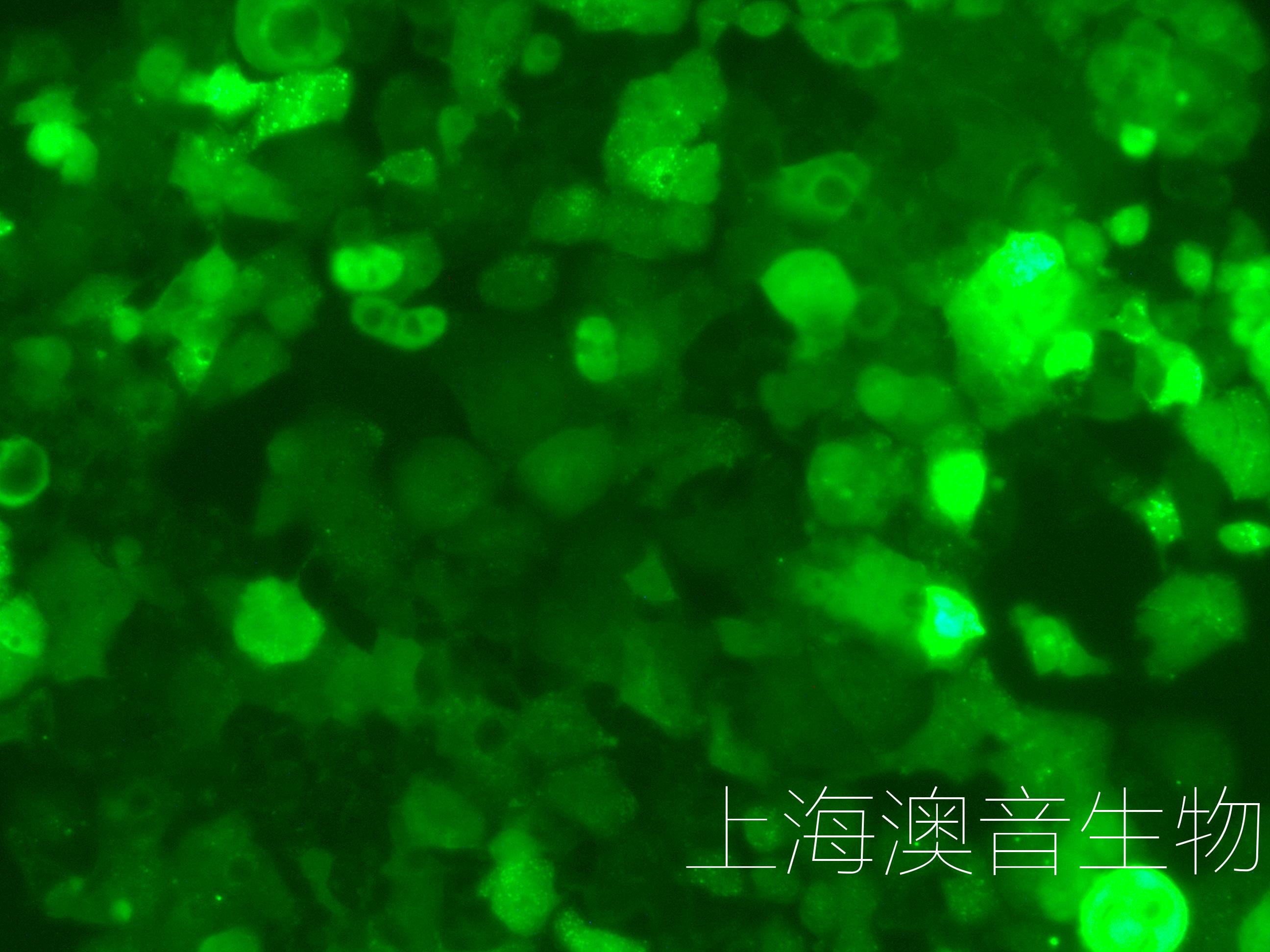 GCIY-LUC-GFP-240812