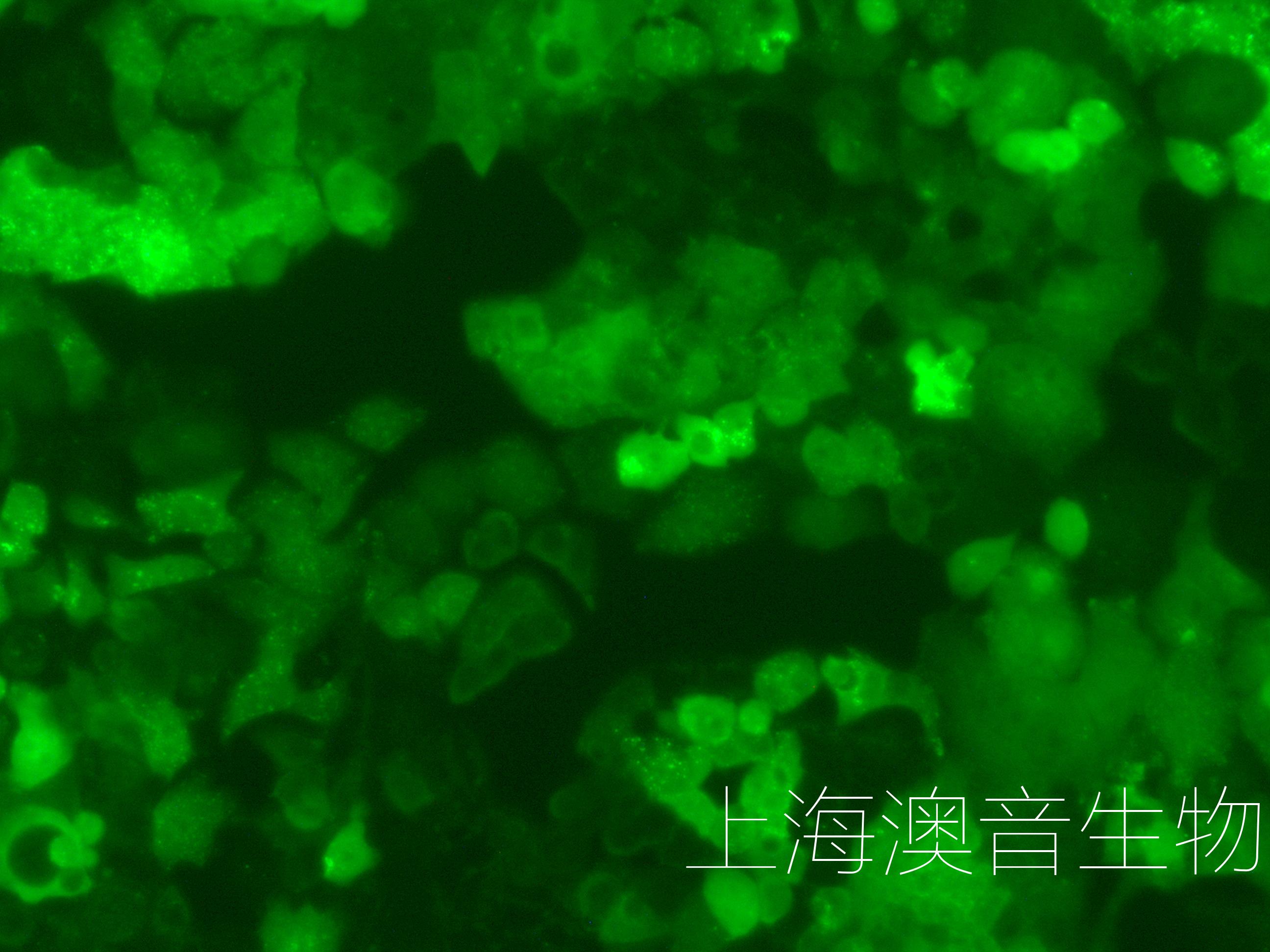 GCIY-LUC-GFP-240812-1