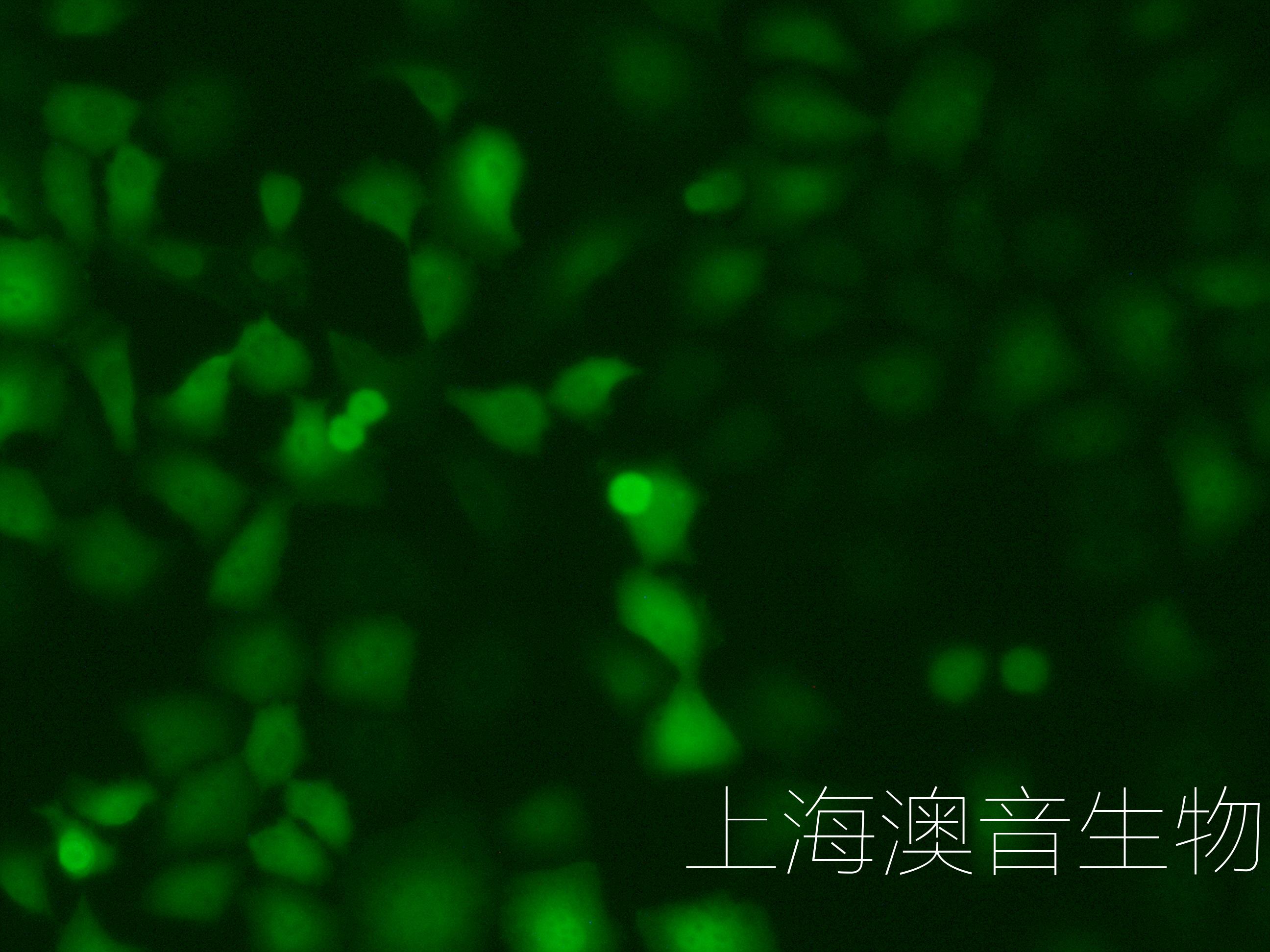 MOC1-LUC-GFP-240812