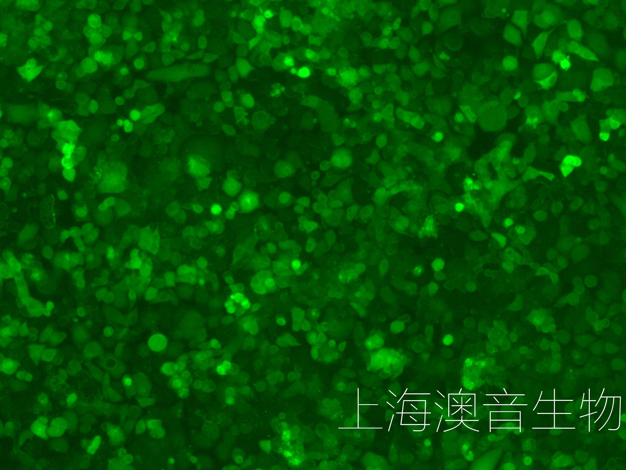 GCIY-LUC-GFP-240819