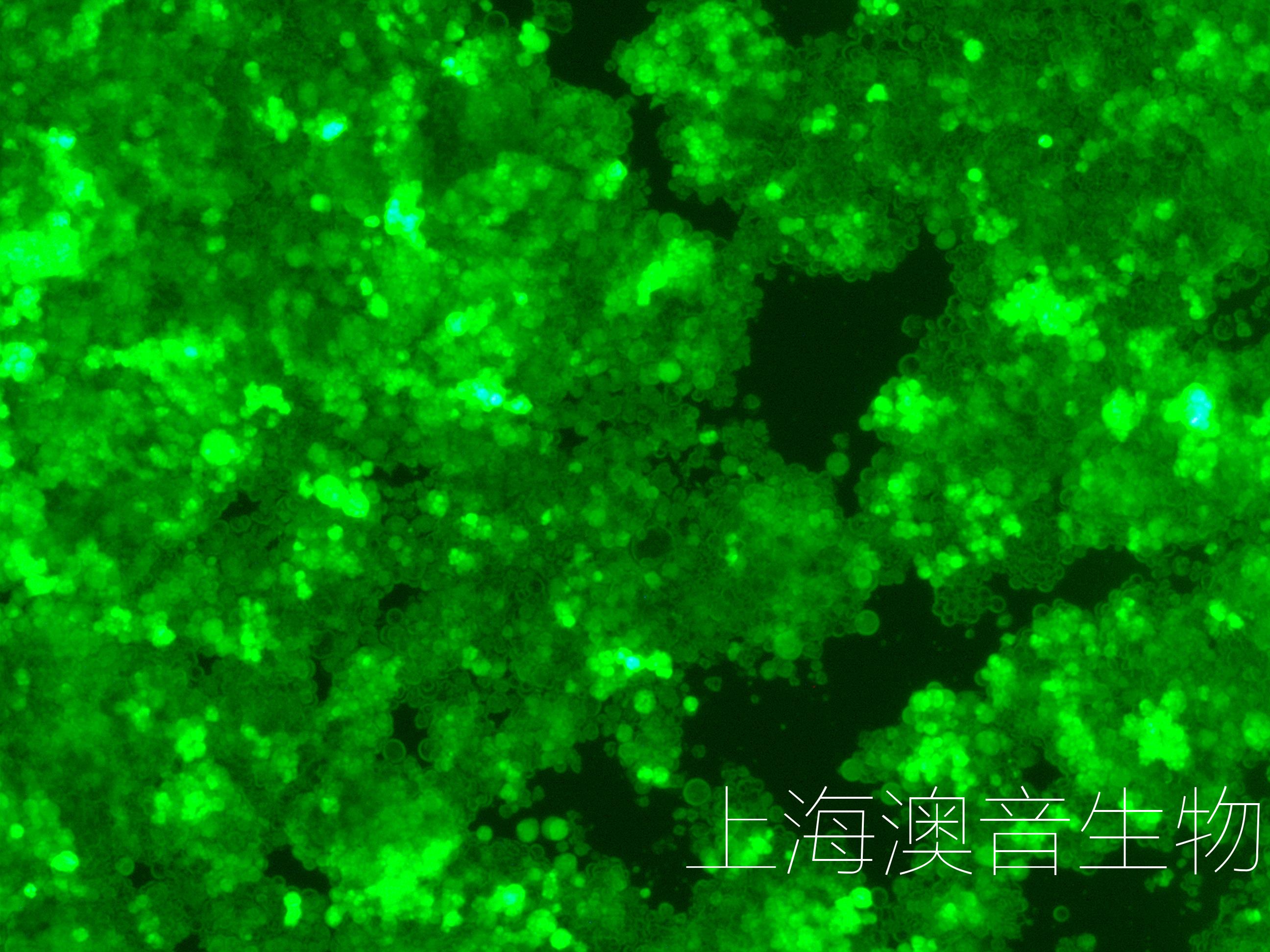 H716-LUC-GFP-240813