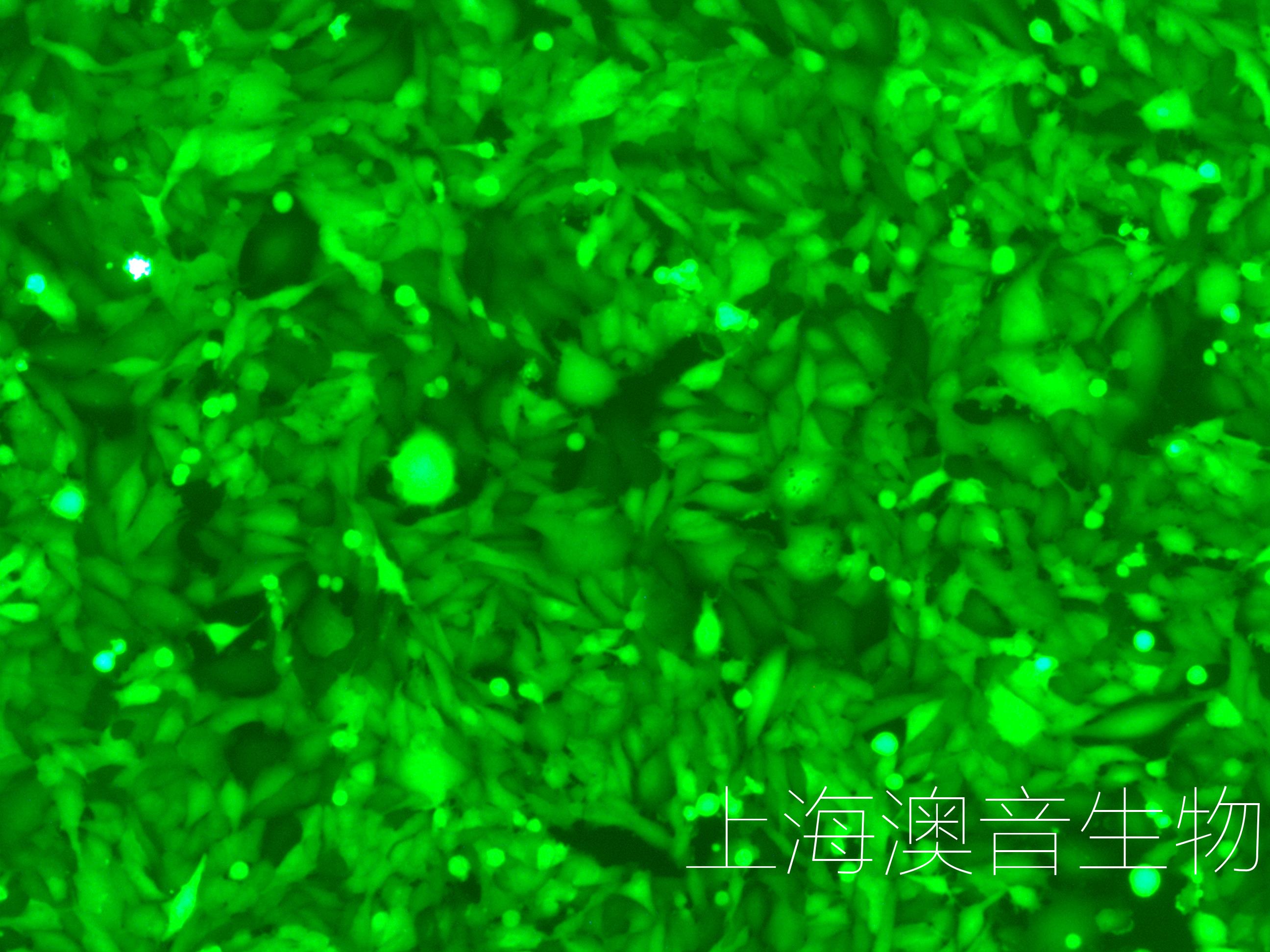 U251-LUC-GFP-240819-1