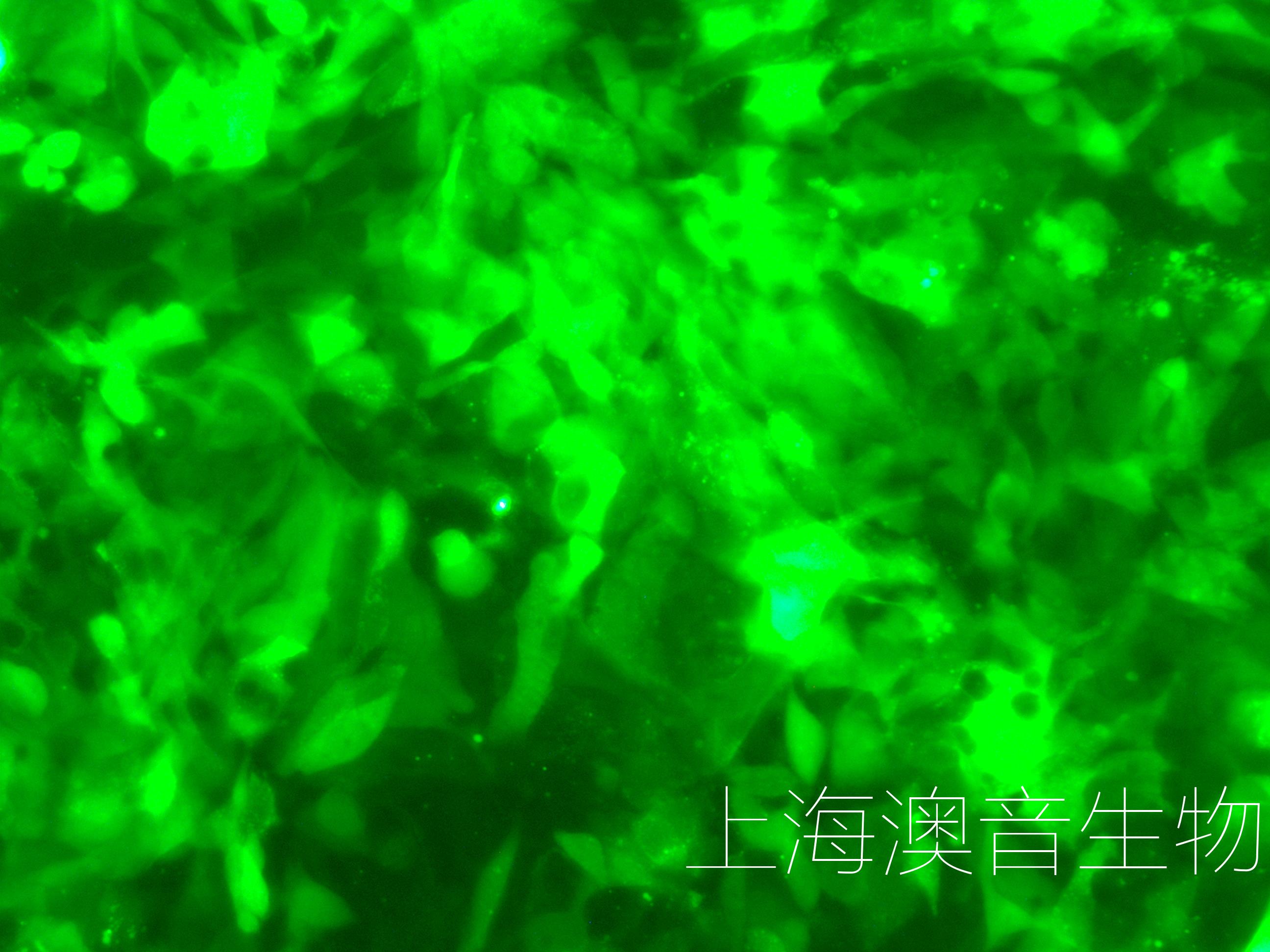 H358-LUC-GFP-240902