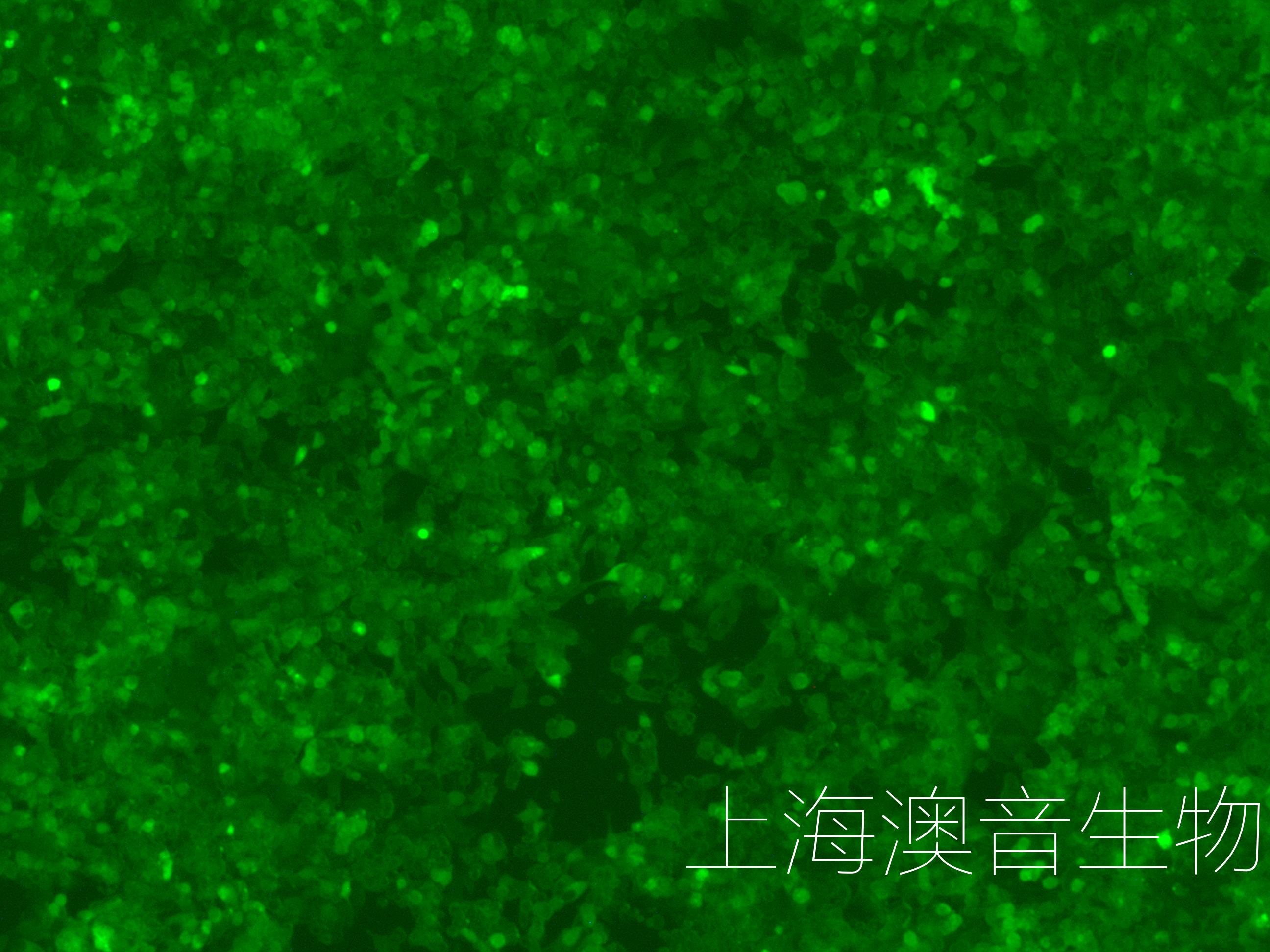 LOVO-LUC-GFP-240909-1