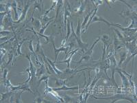 小鼠大脑星形胶质细胞-240914-1