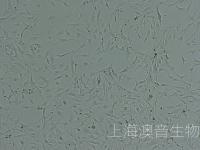 小鼠大脑星形胶质细胞-240914-4