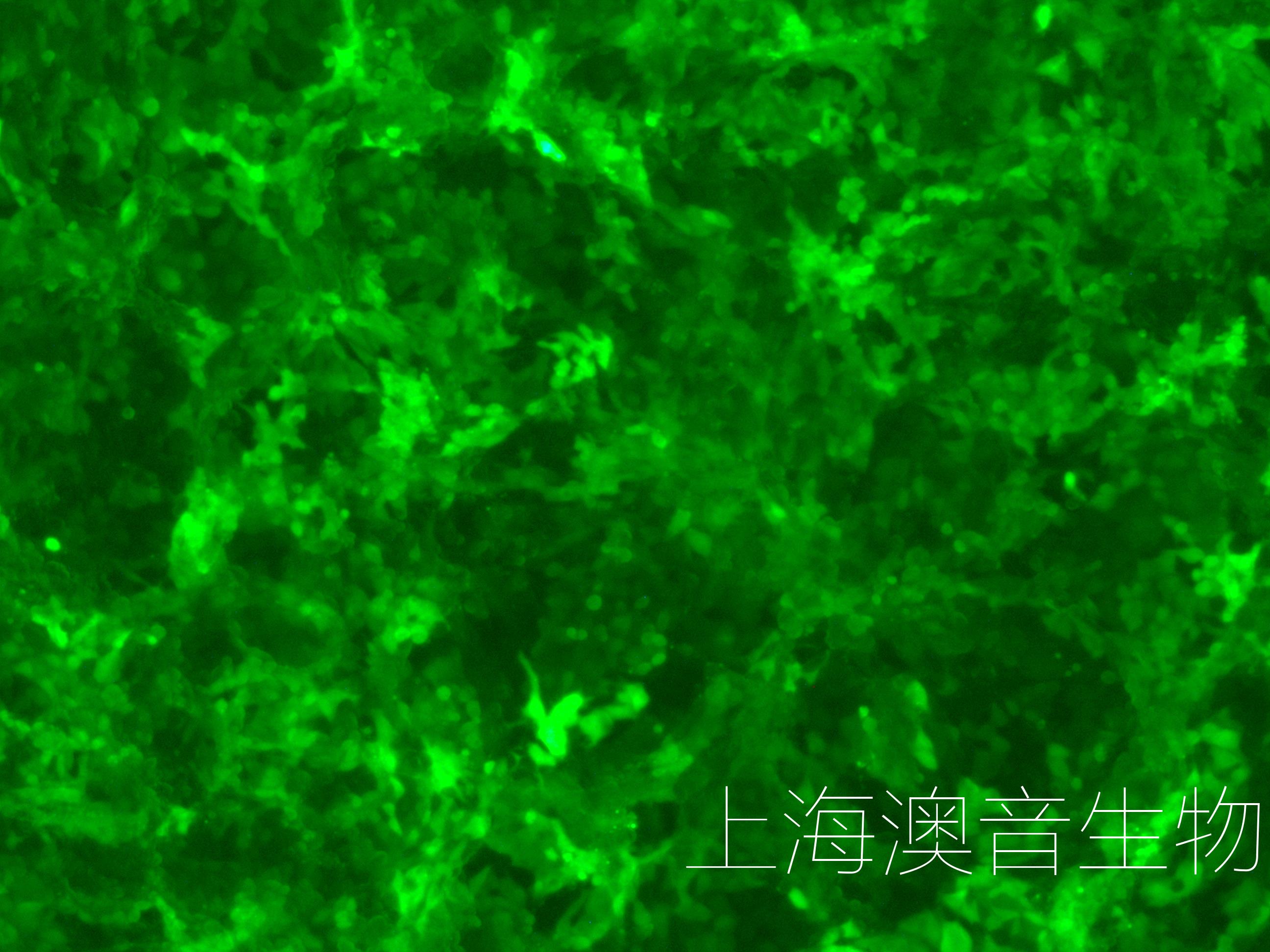 IPEC-J2-LUC-GFP-241012-1