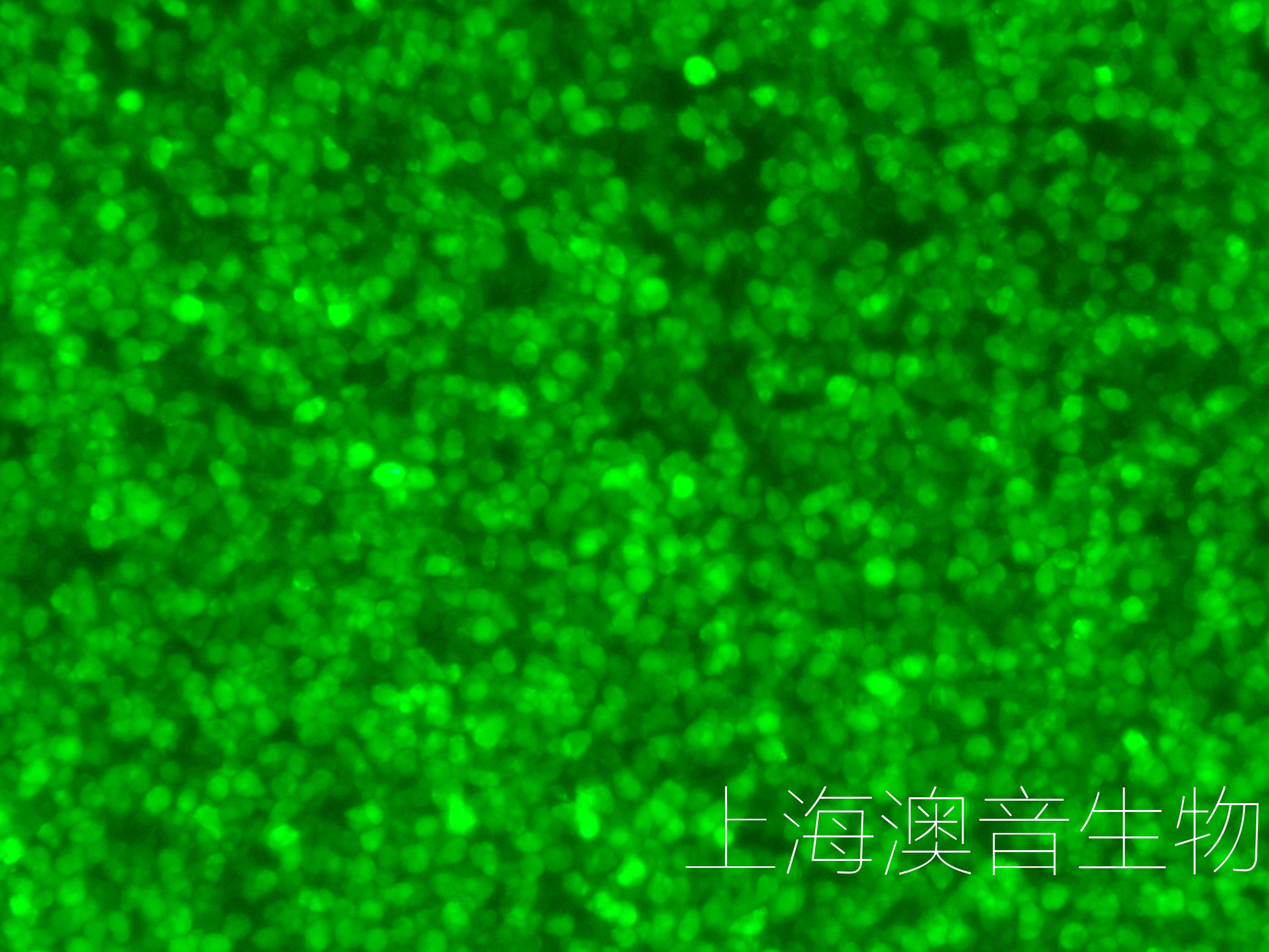 REH-LUC-GFP-241105