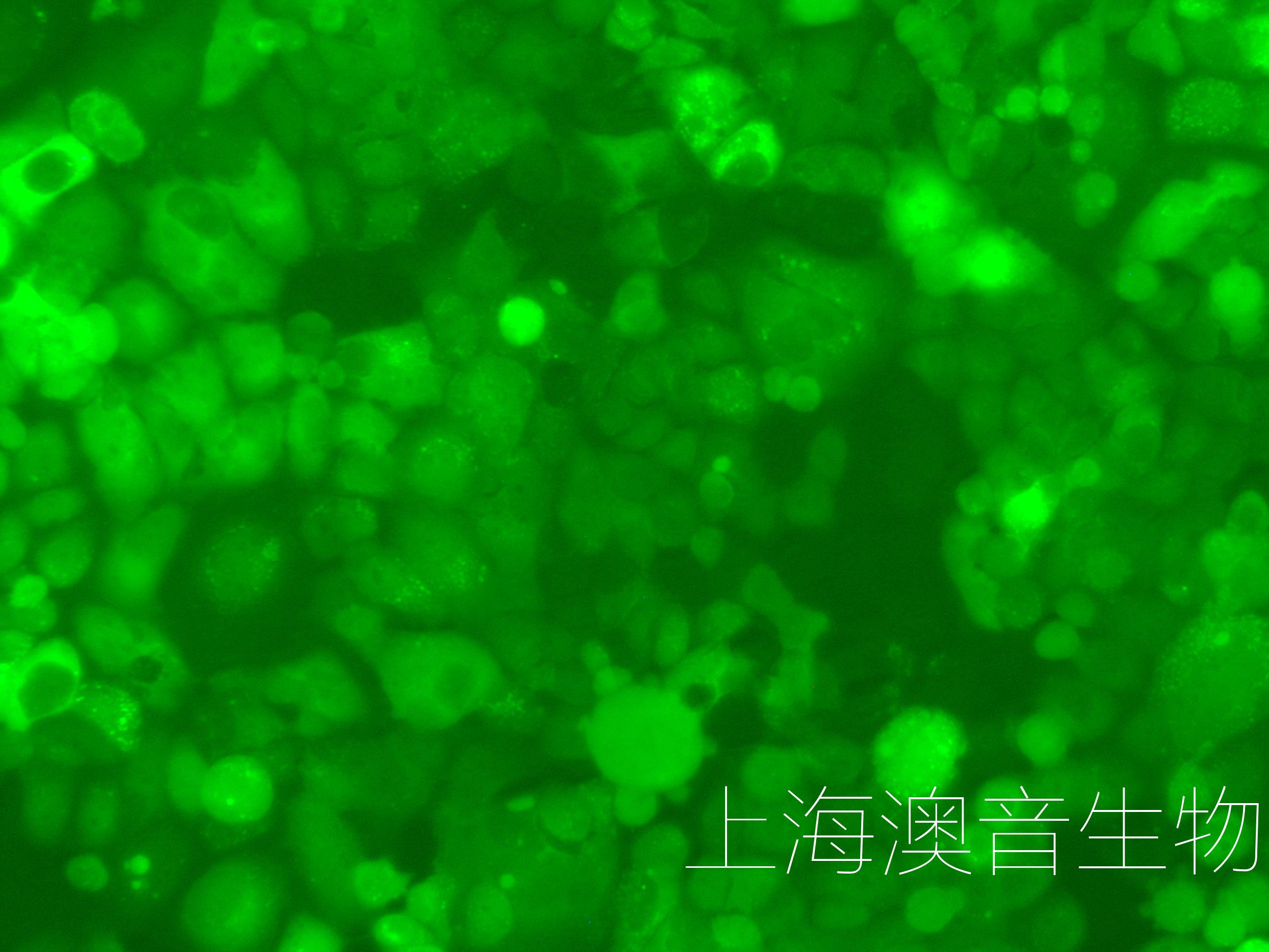 KLE-LUC-GFP-250320-2