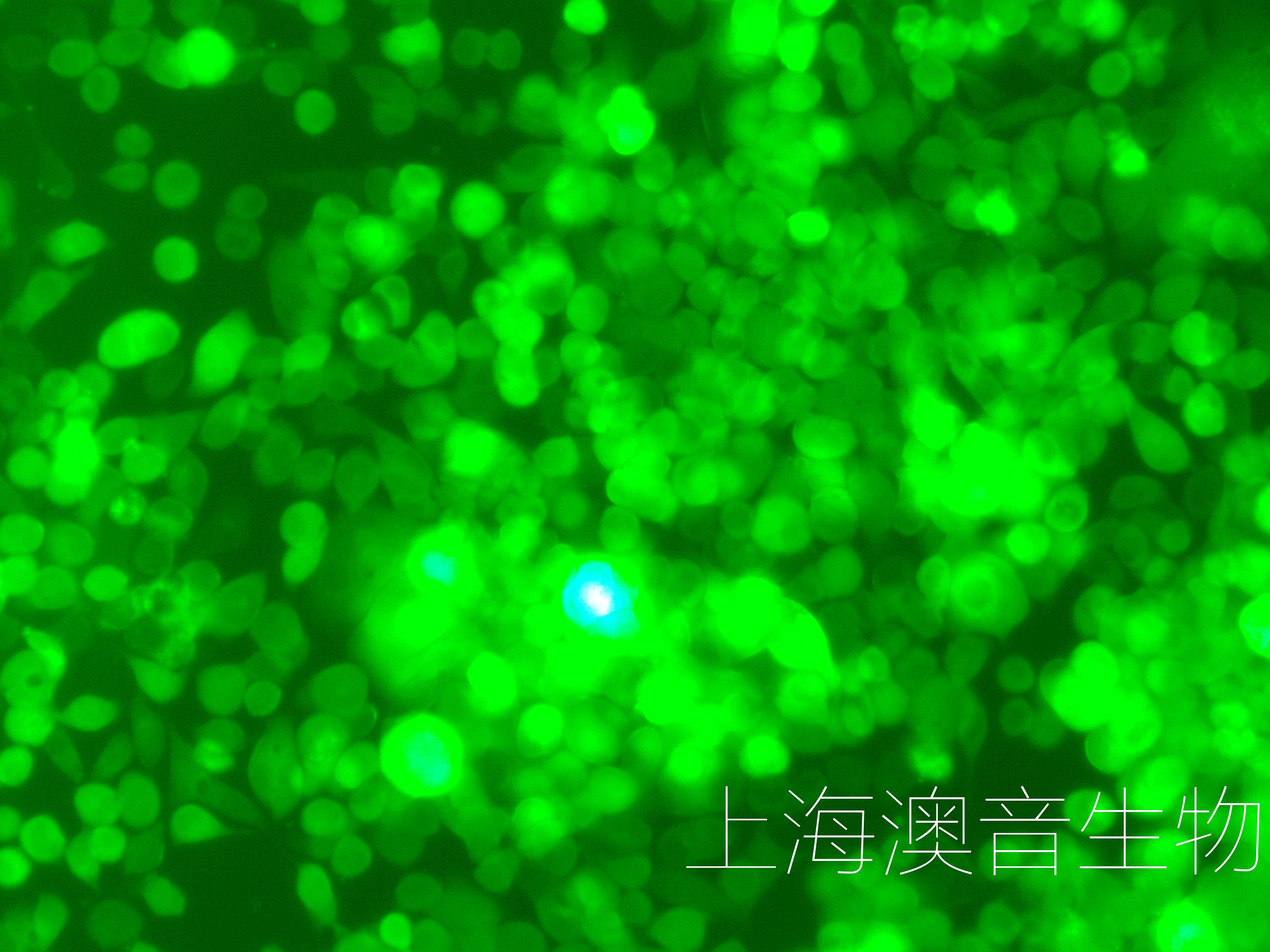 MKN45-LUC-GFP-250327
