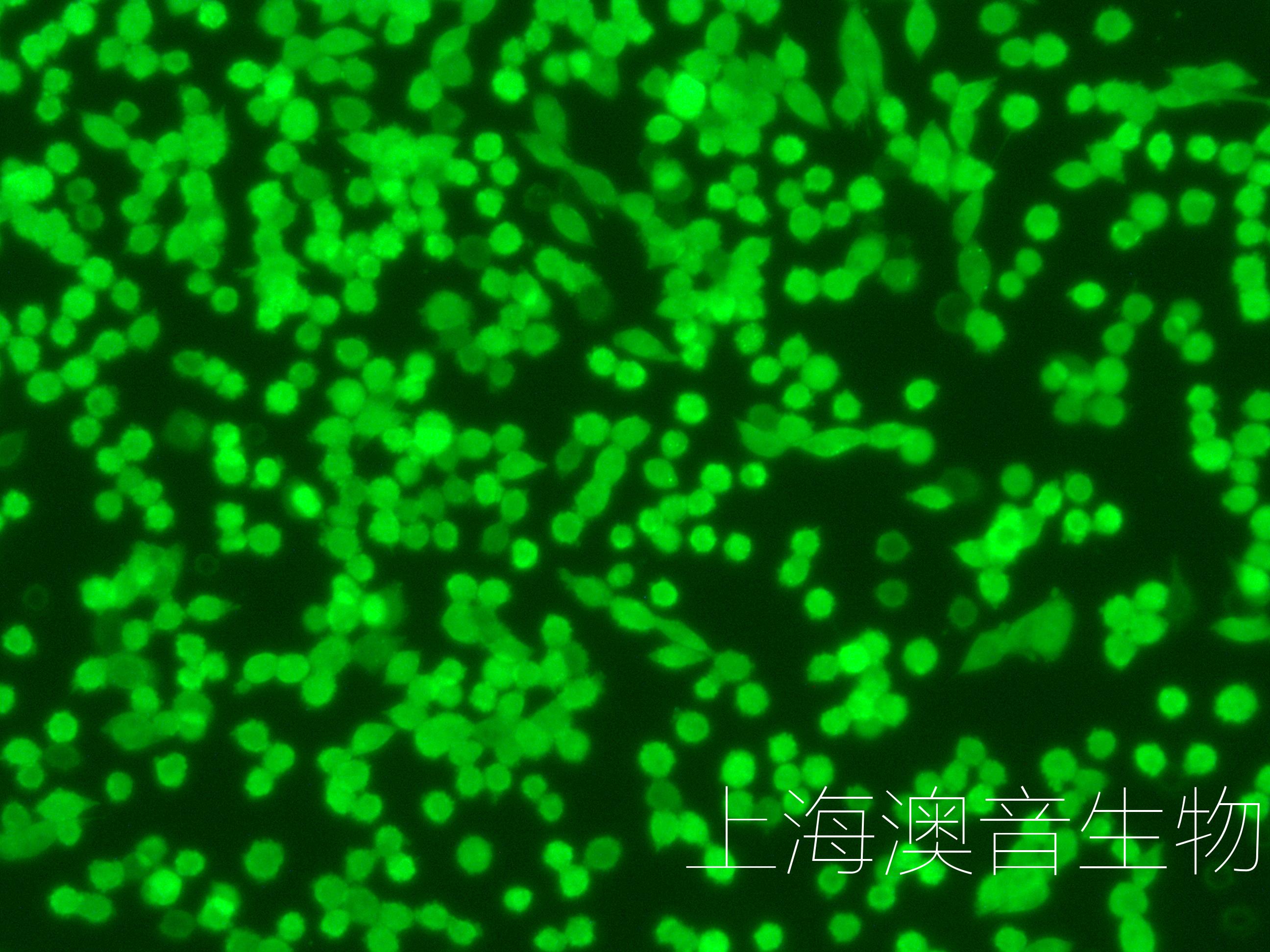 LLC-LUC-GFP-230330-2