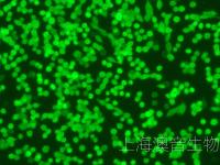 LLC-LUC-GFP-230330-2