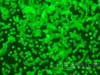 LLC-LUC-GFP-230330-1