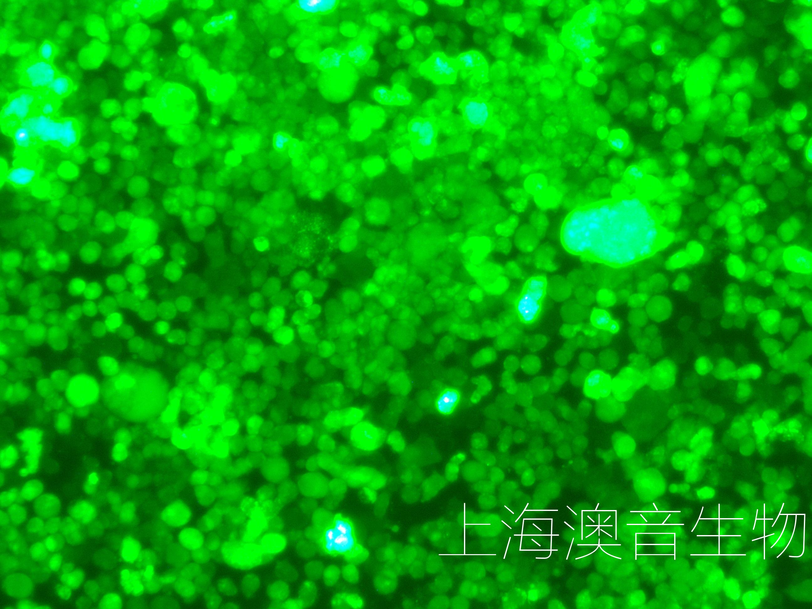 8226-LUC-GFP-250509-1