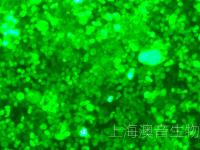 8226-LUC-GFP-250509-1