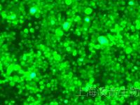 8226-LUC-GFP-250509-2