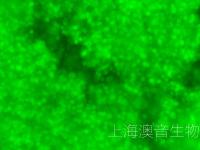 SU-DHL-10-LUC-GFP-250509-3