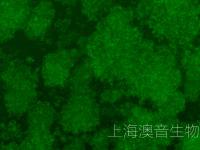 SU-DHL-10-LUC-GFP-250509-2