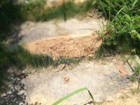 红火蚁-3